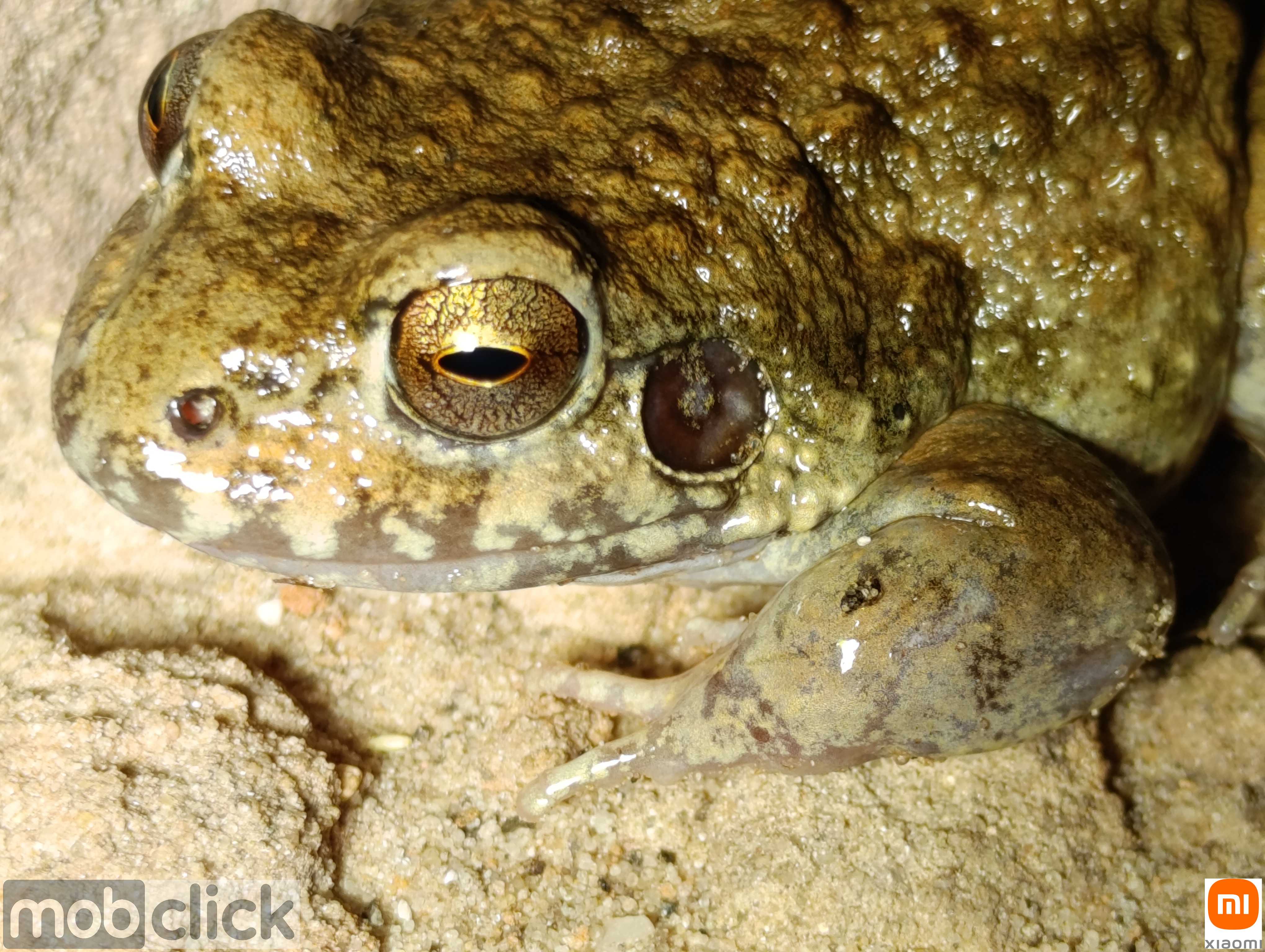 Rã pimenta em close