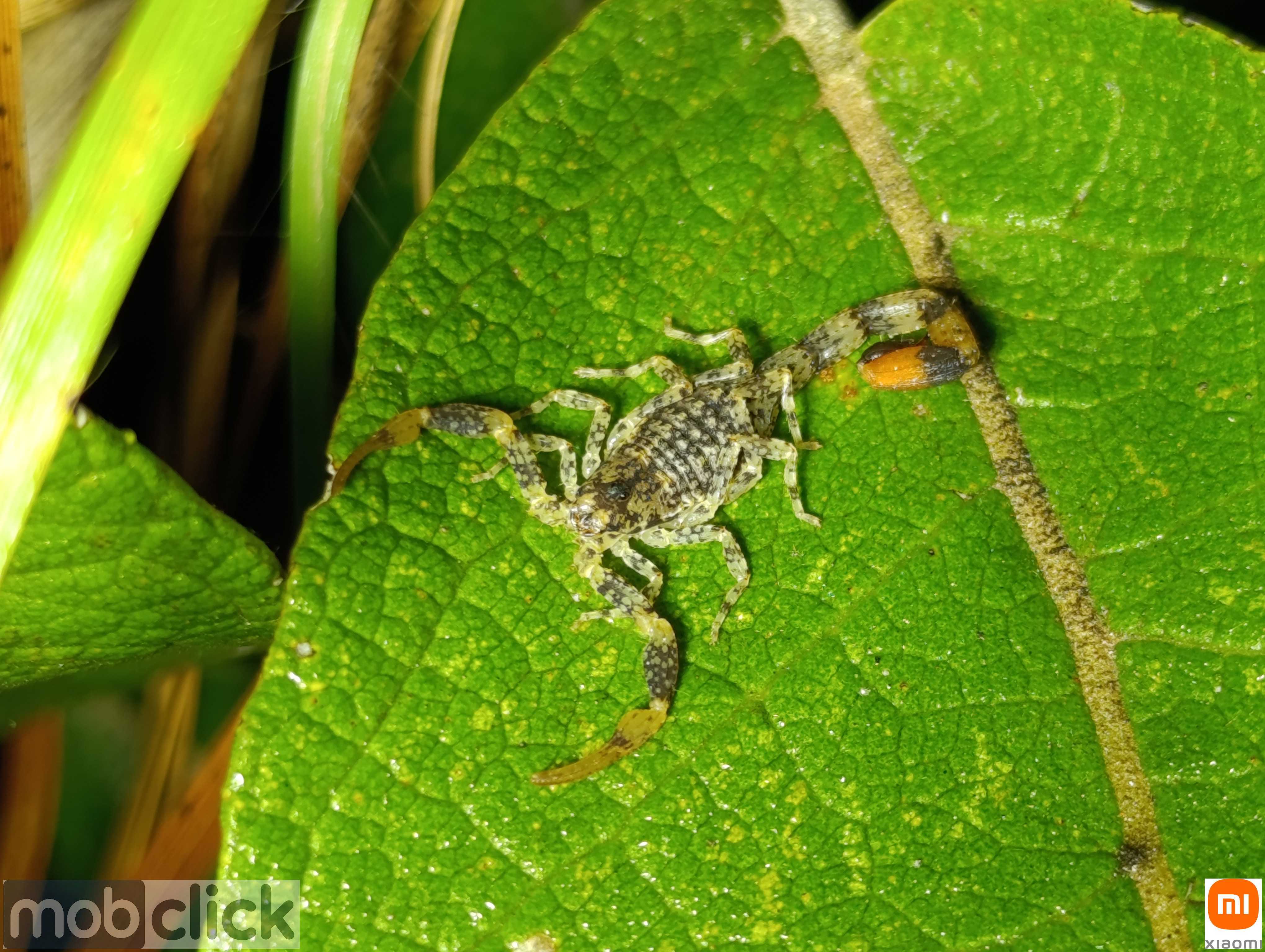 Escorpiões do cerrado