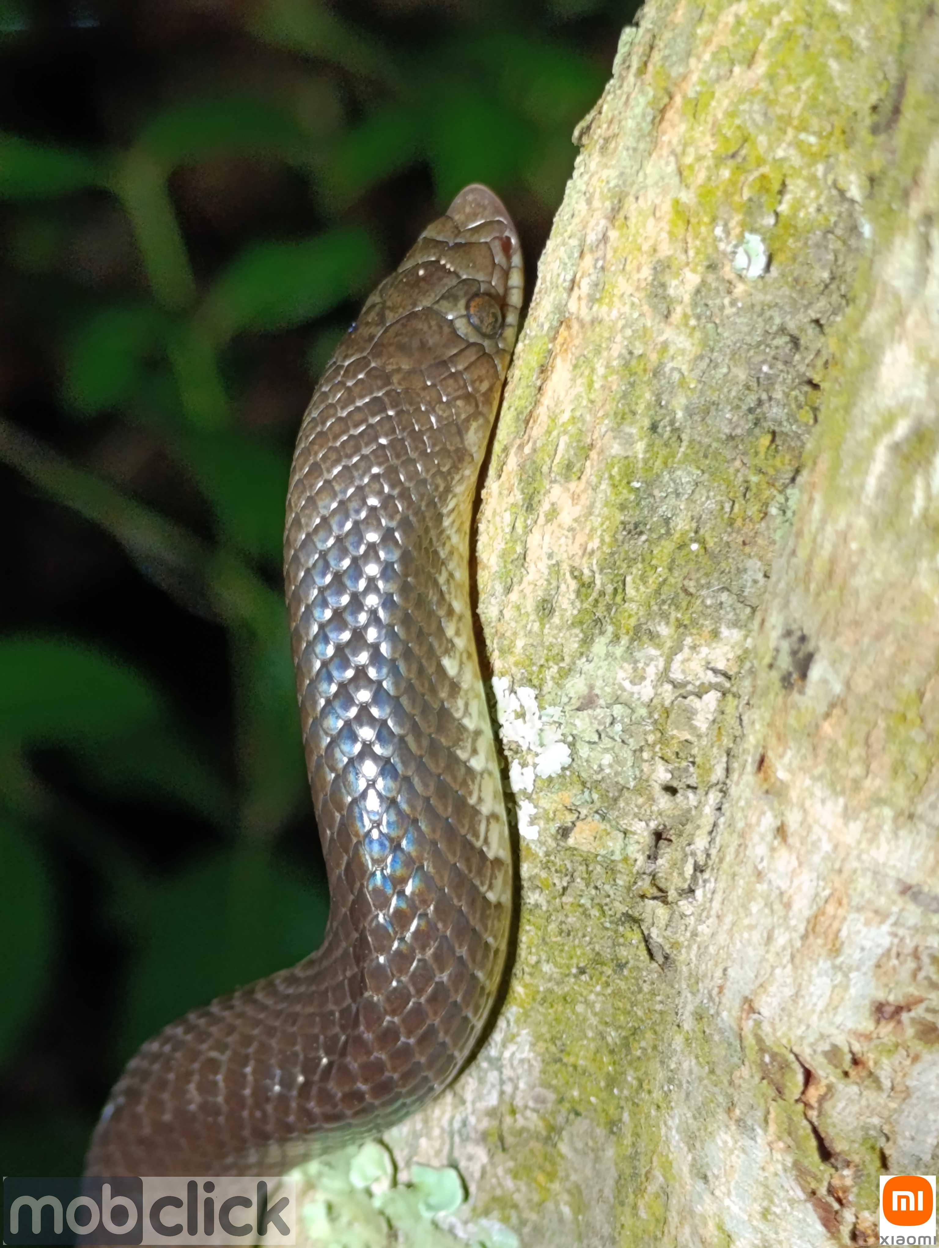 Cobra nariguda