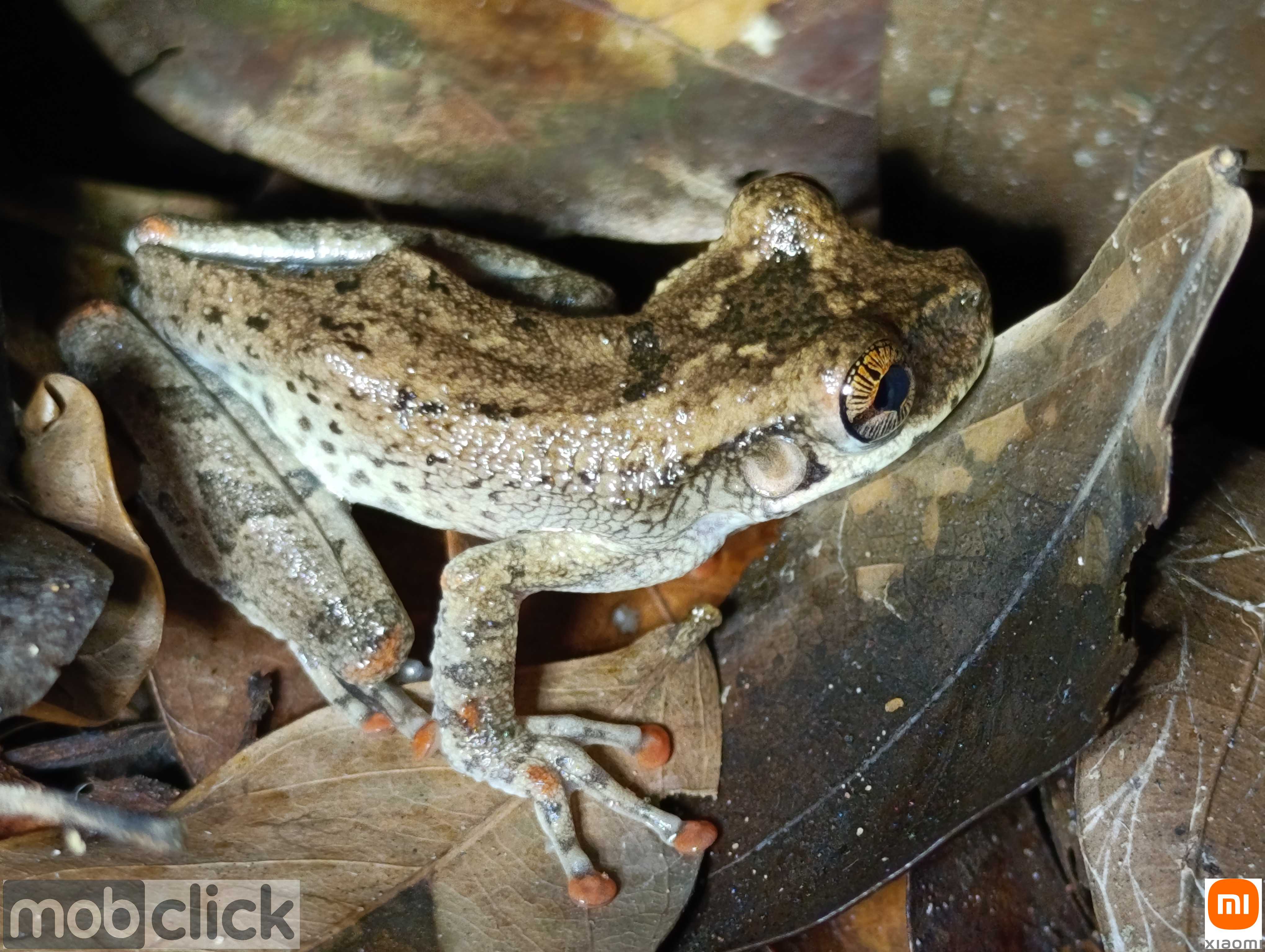 Perereca-de-Perna-Fina - Osteocephalus taurinus