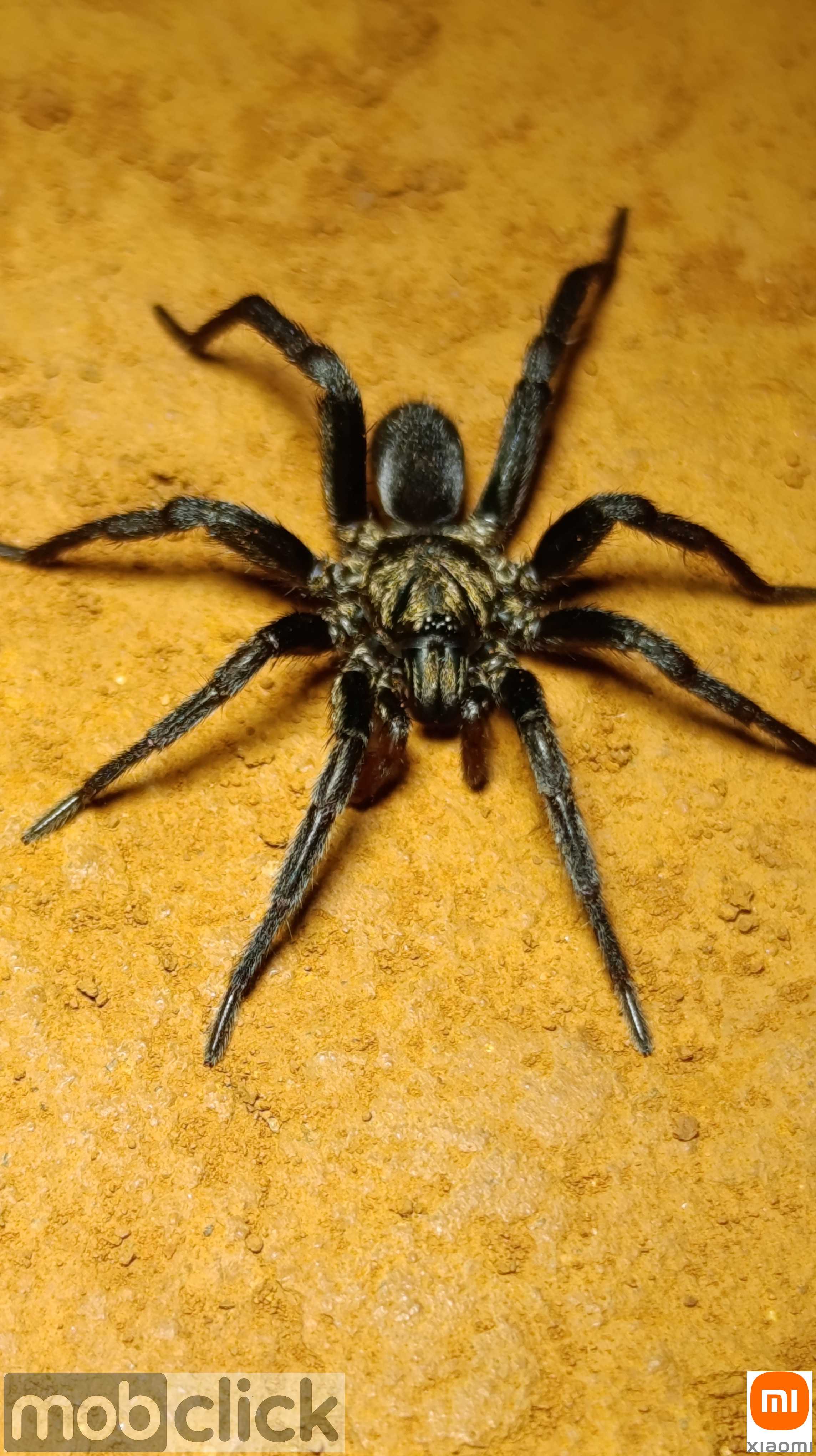 Aranhas caranguejeiras