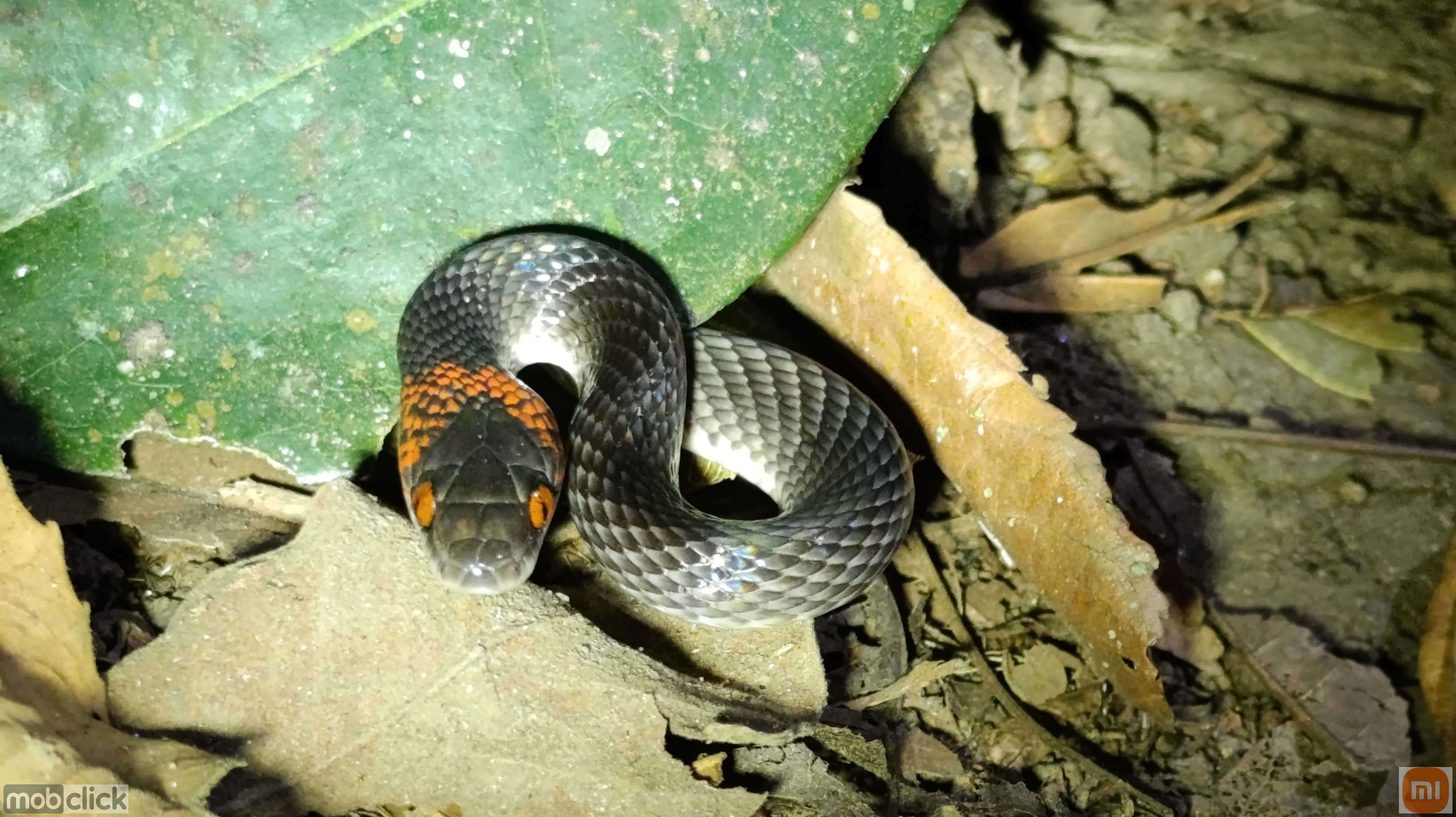 Falsa coral