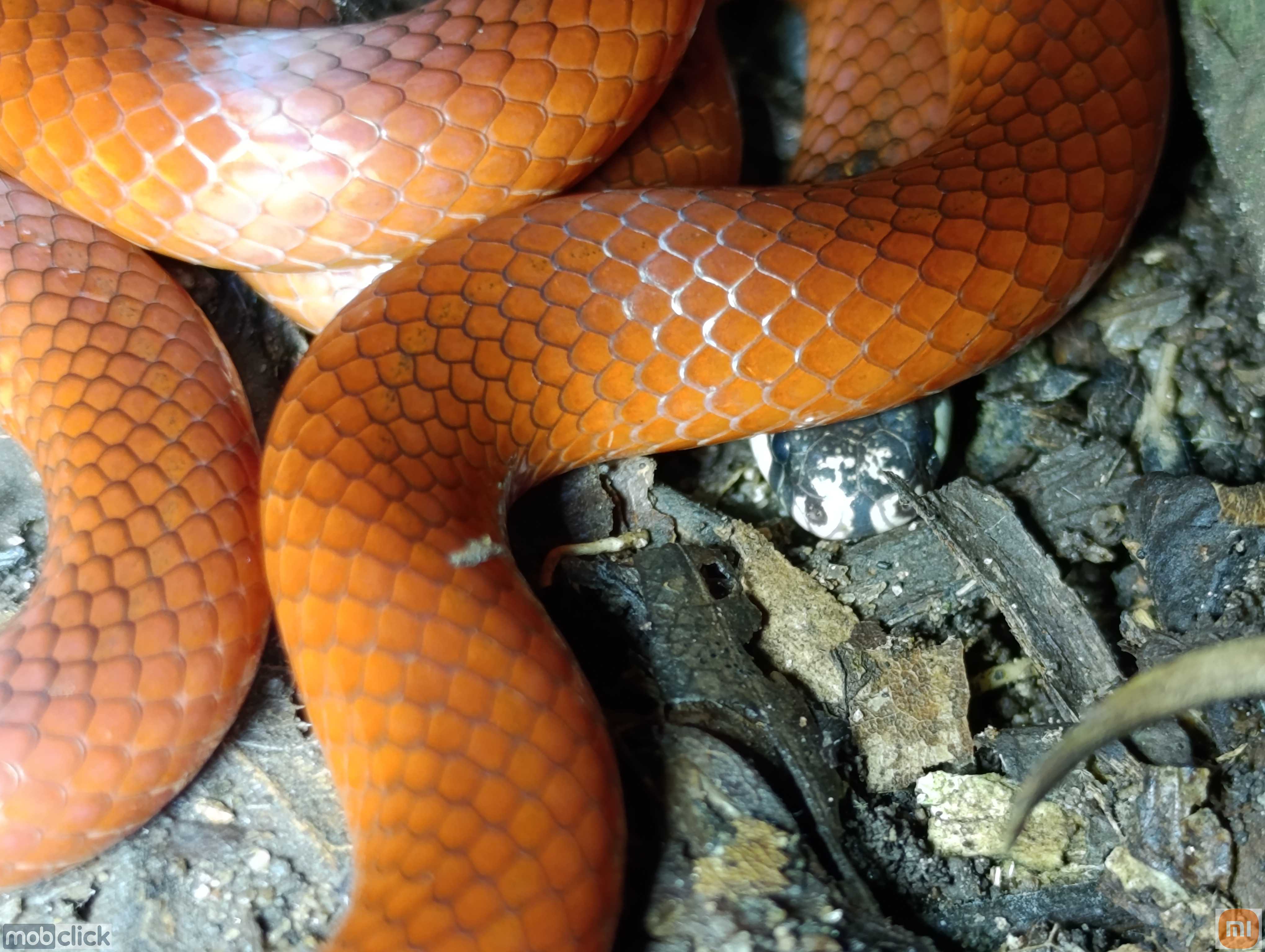 Apostolepis flavotorquata - cobra vermelha