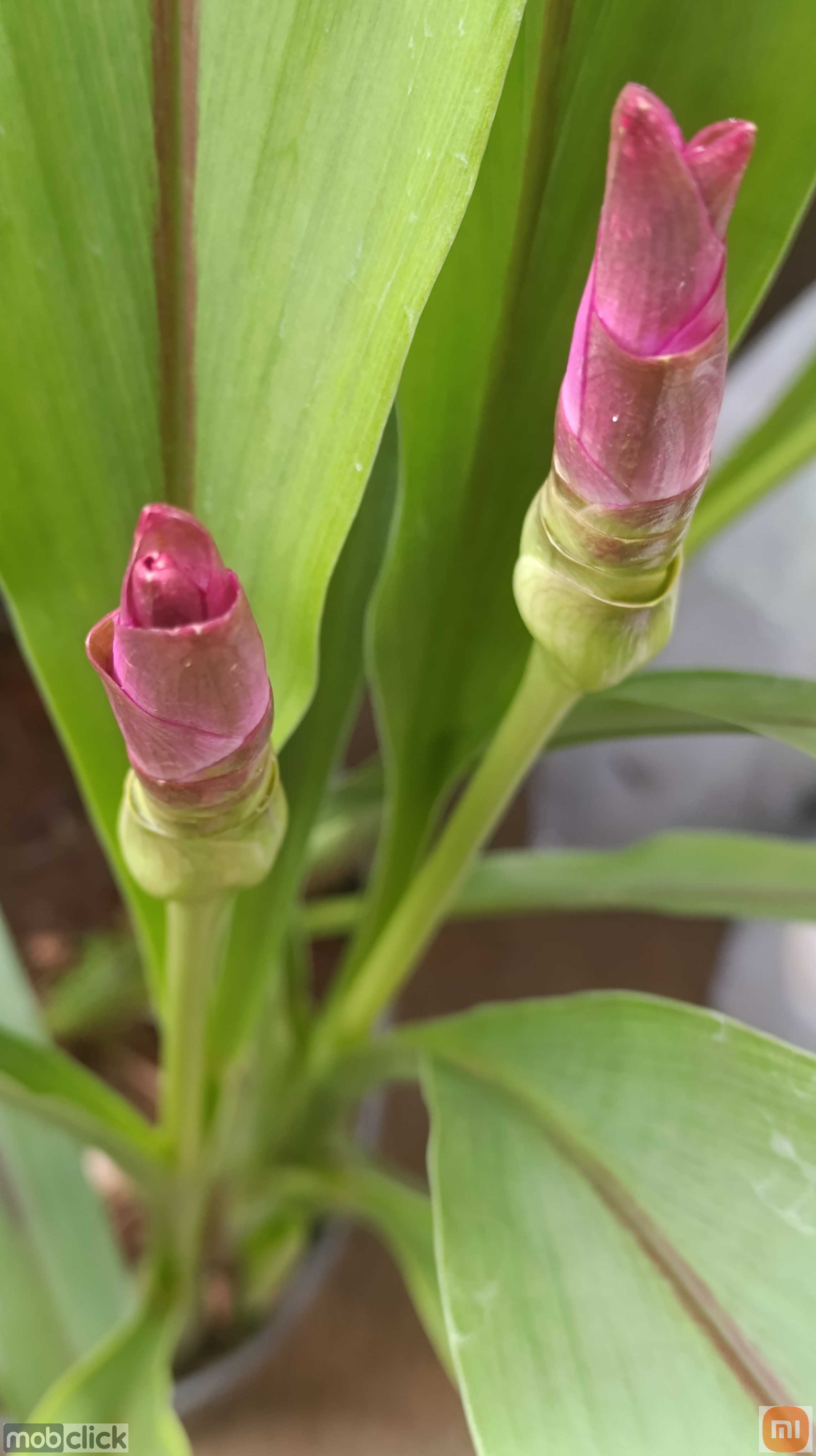 Flor do Cúrcuma - Açafrão da terra