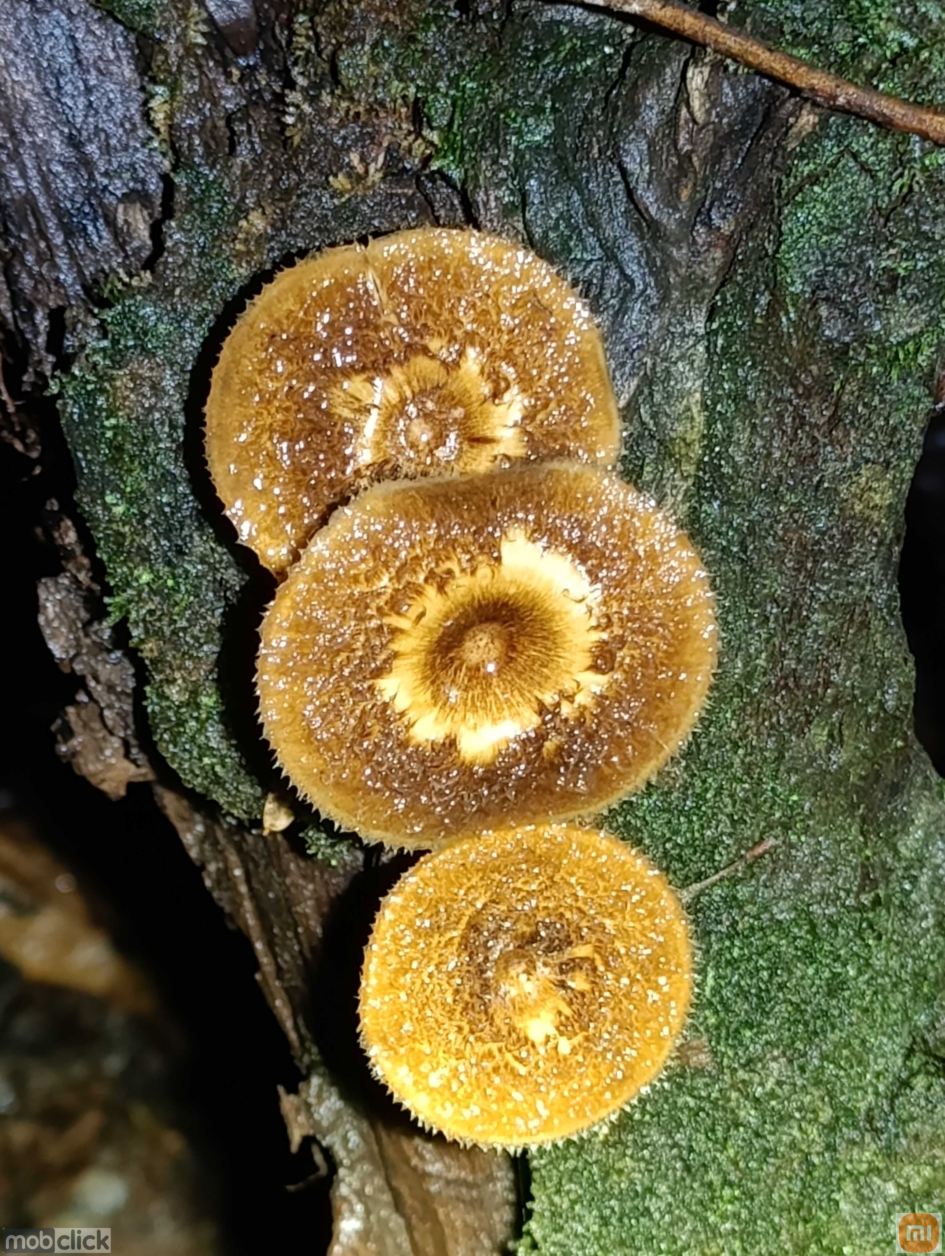 Cogumelo molhados e brilhantes