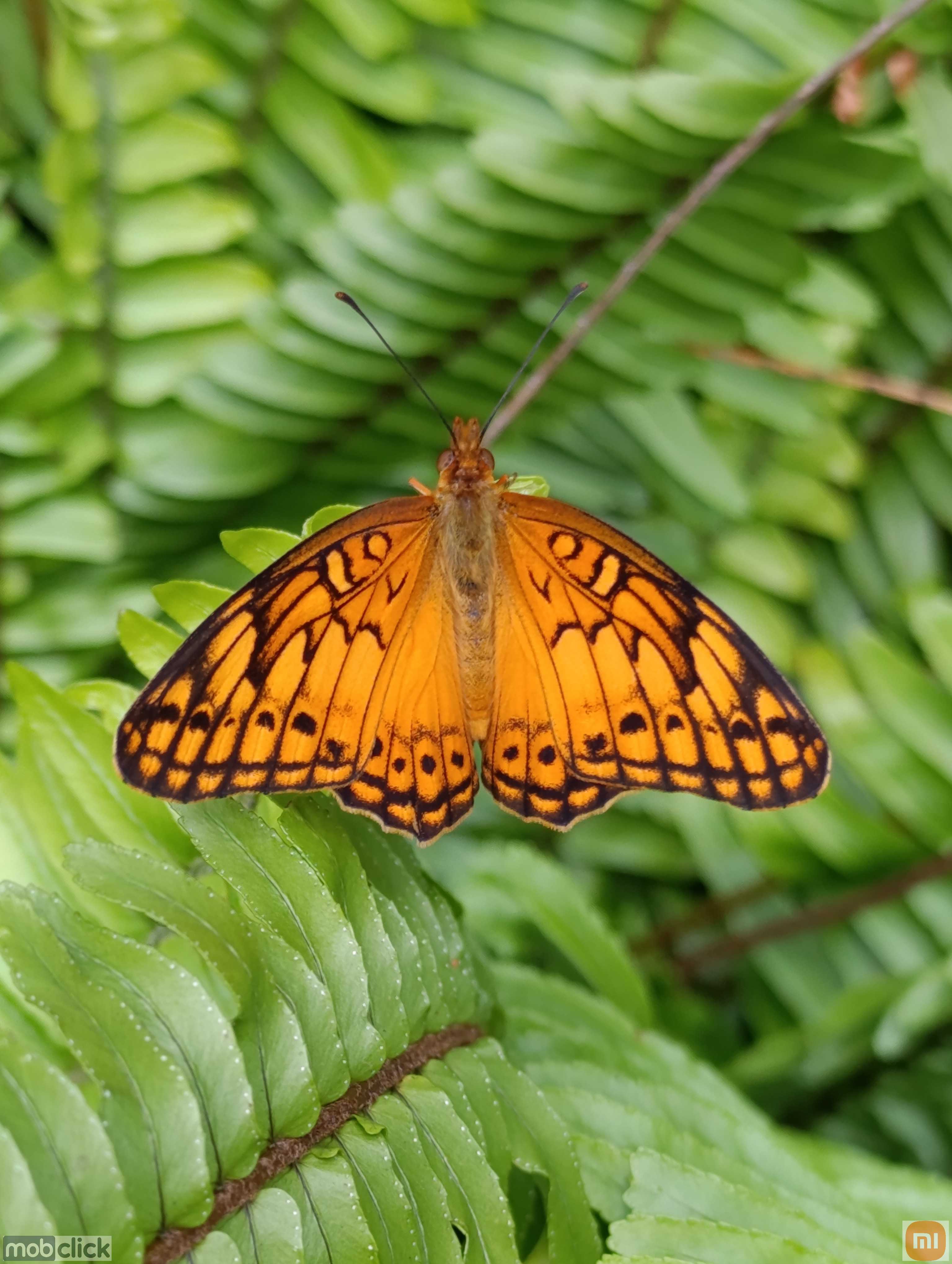 Borboleta-Hegesia - Euptoieta hegesia