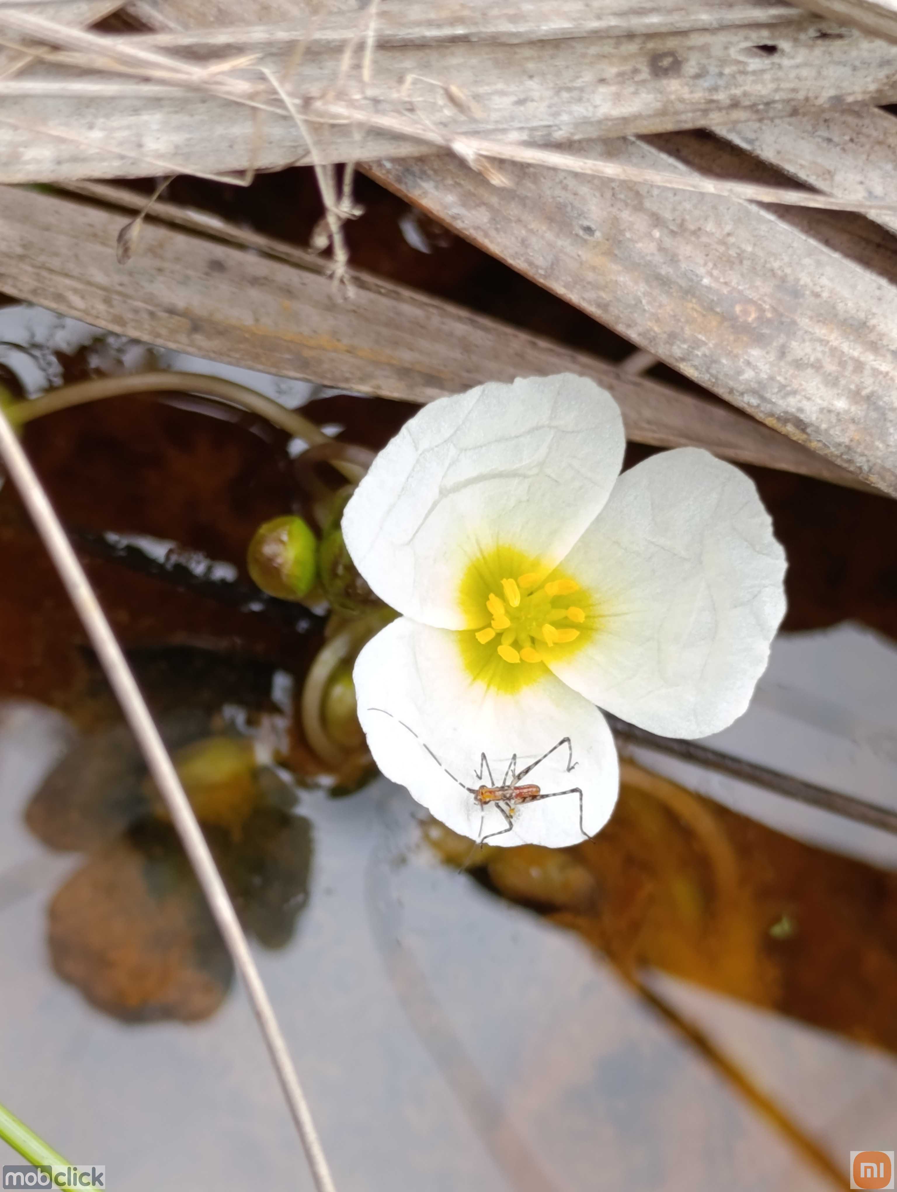 Flor branca e amarela em alagado