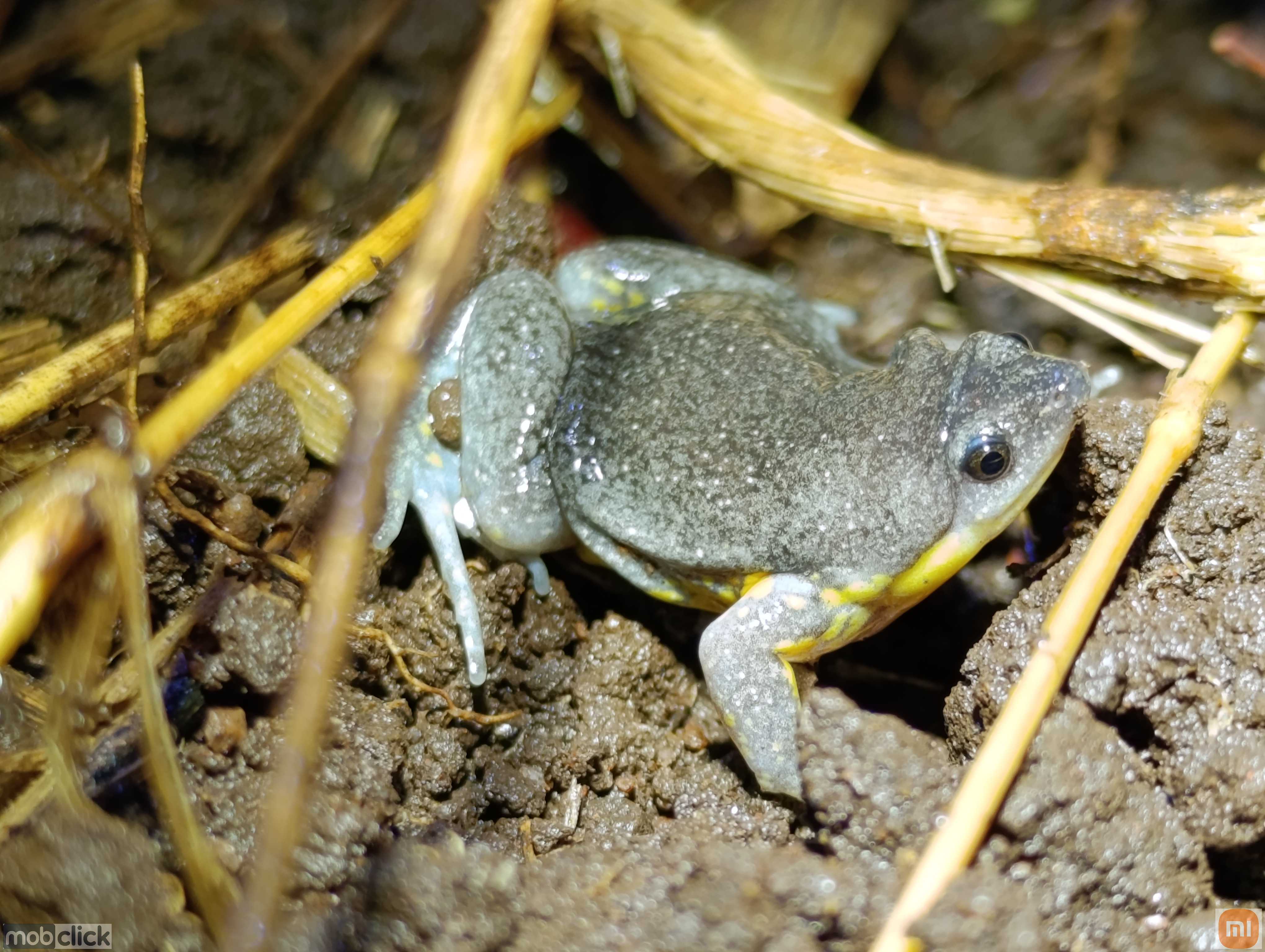 Elachistocleis cesarii - anfíbios sapo apito