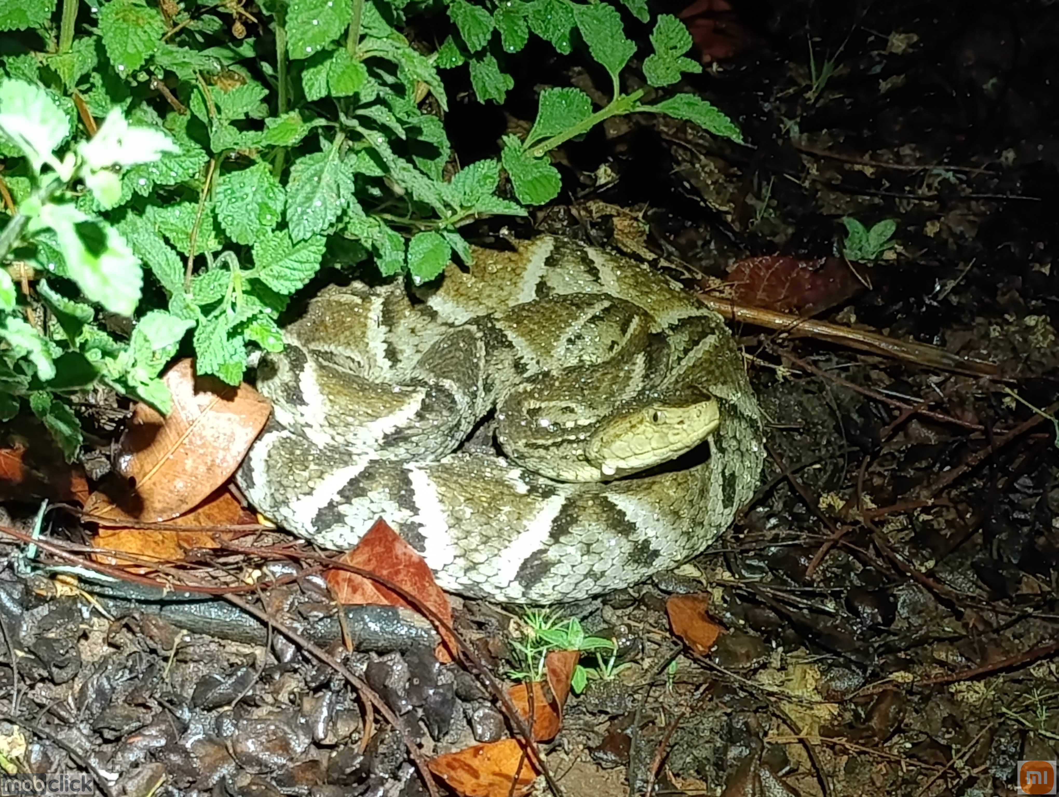 Jararaca - caiçaca - Bothrops moojeni