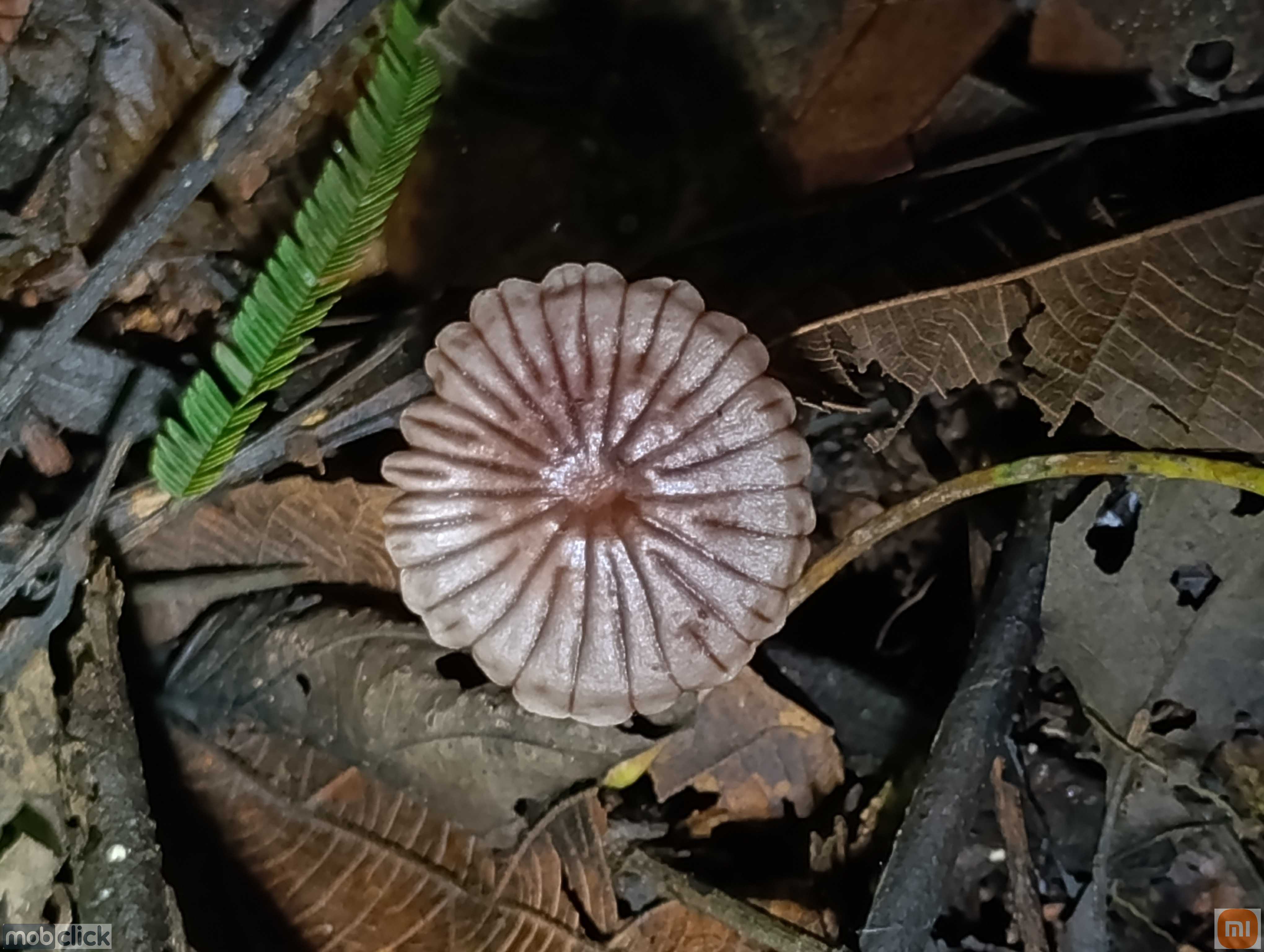 Cogumelo marrom