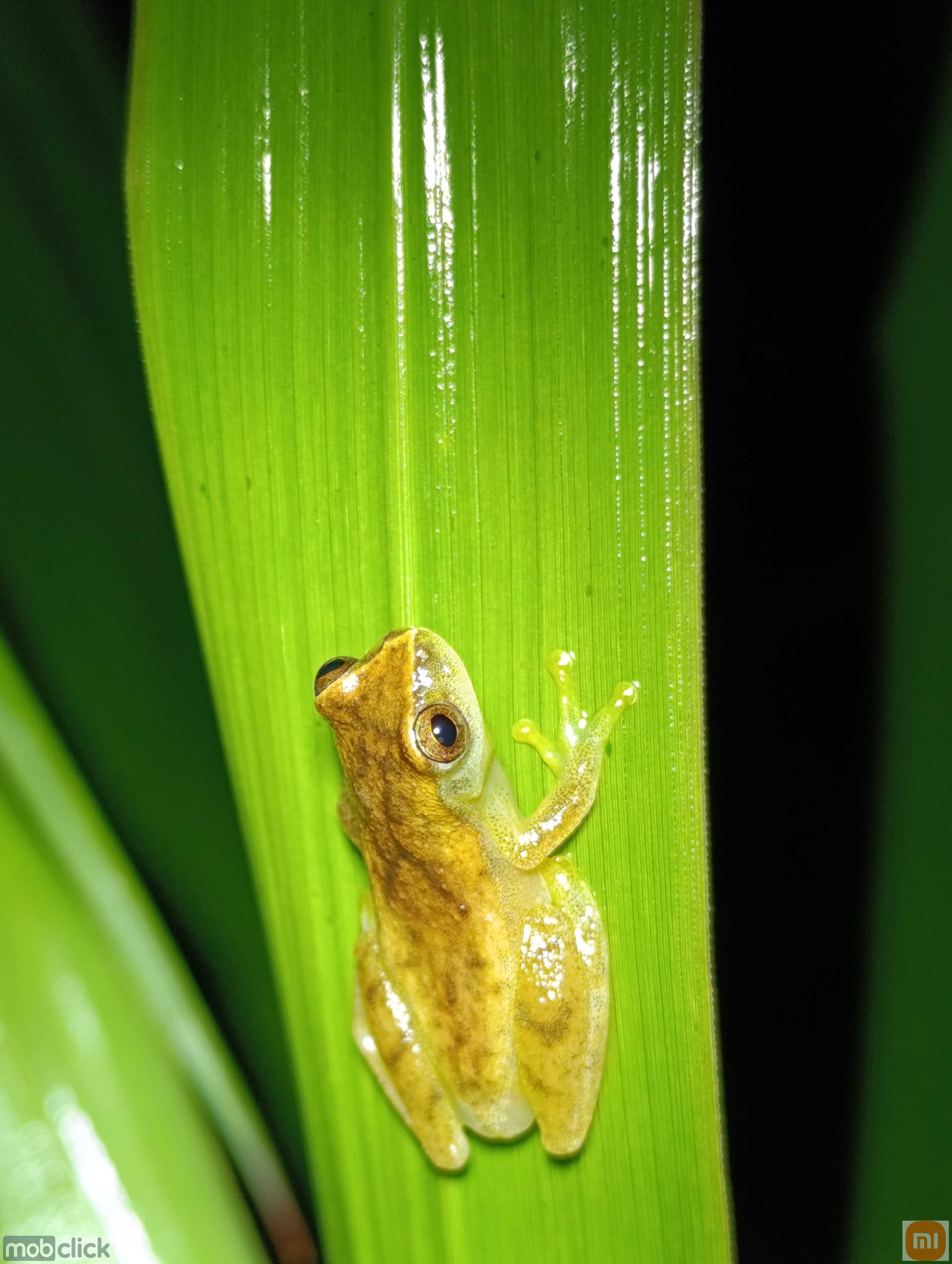 Dendropsophus cruzi - pererecas amarelas do cerrado