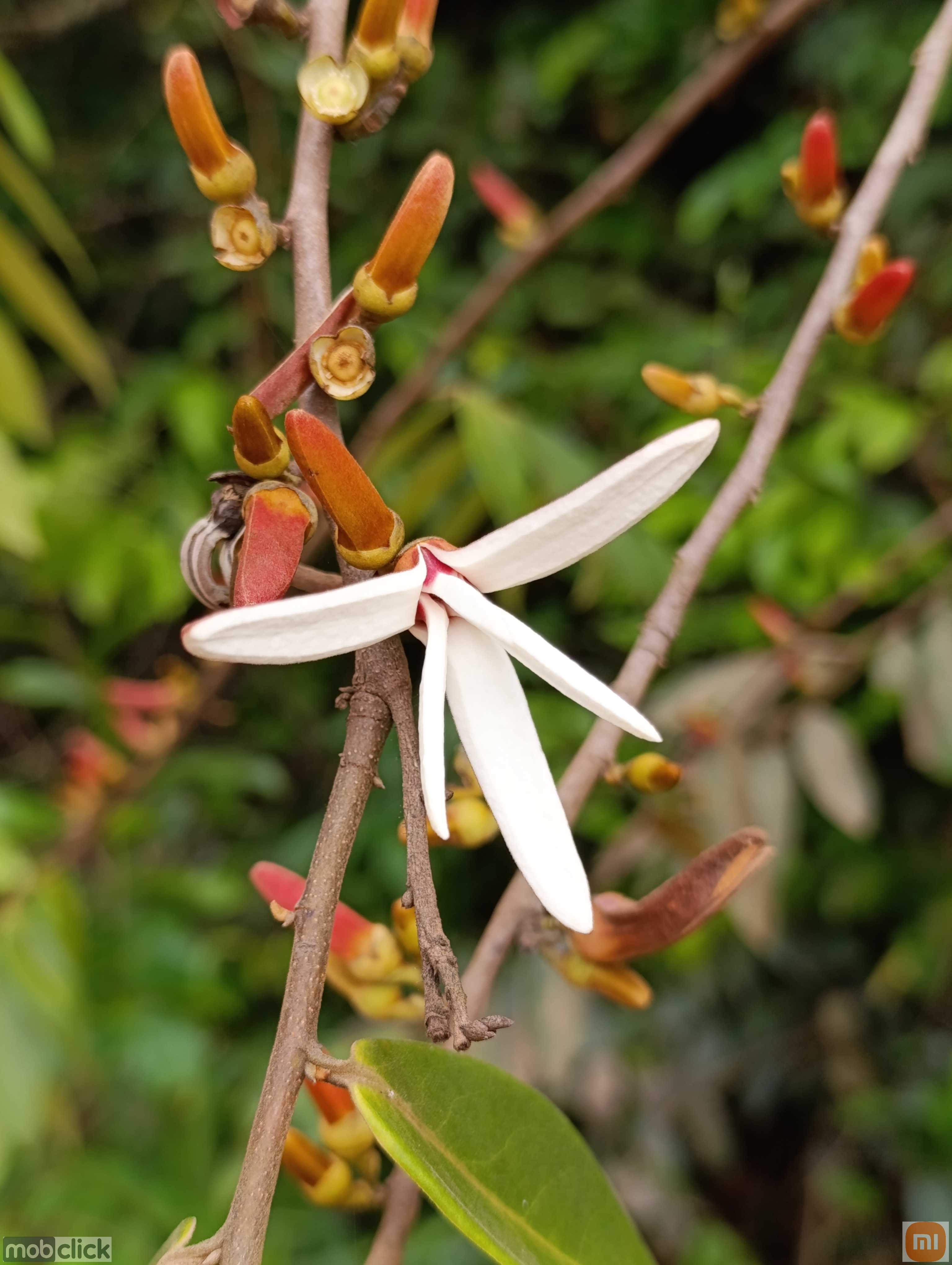 Xylopia aromatica - flor da pindaíba do cerrado