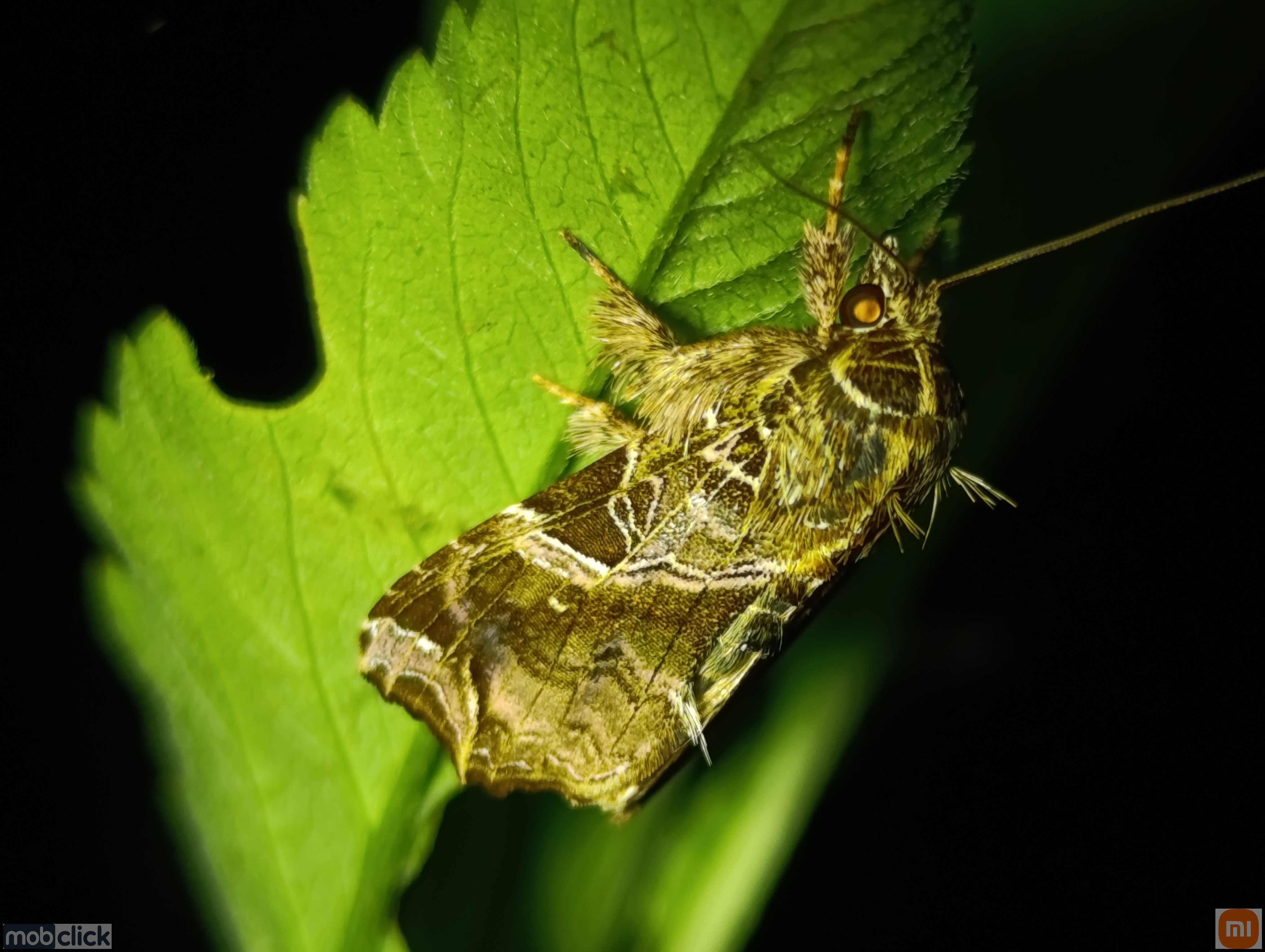 Mariposas do cerrado
