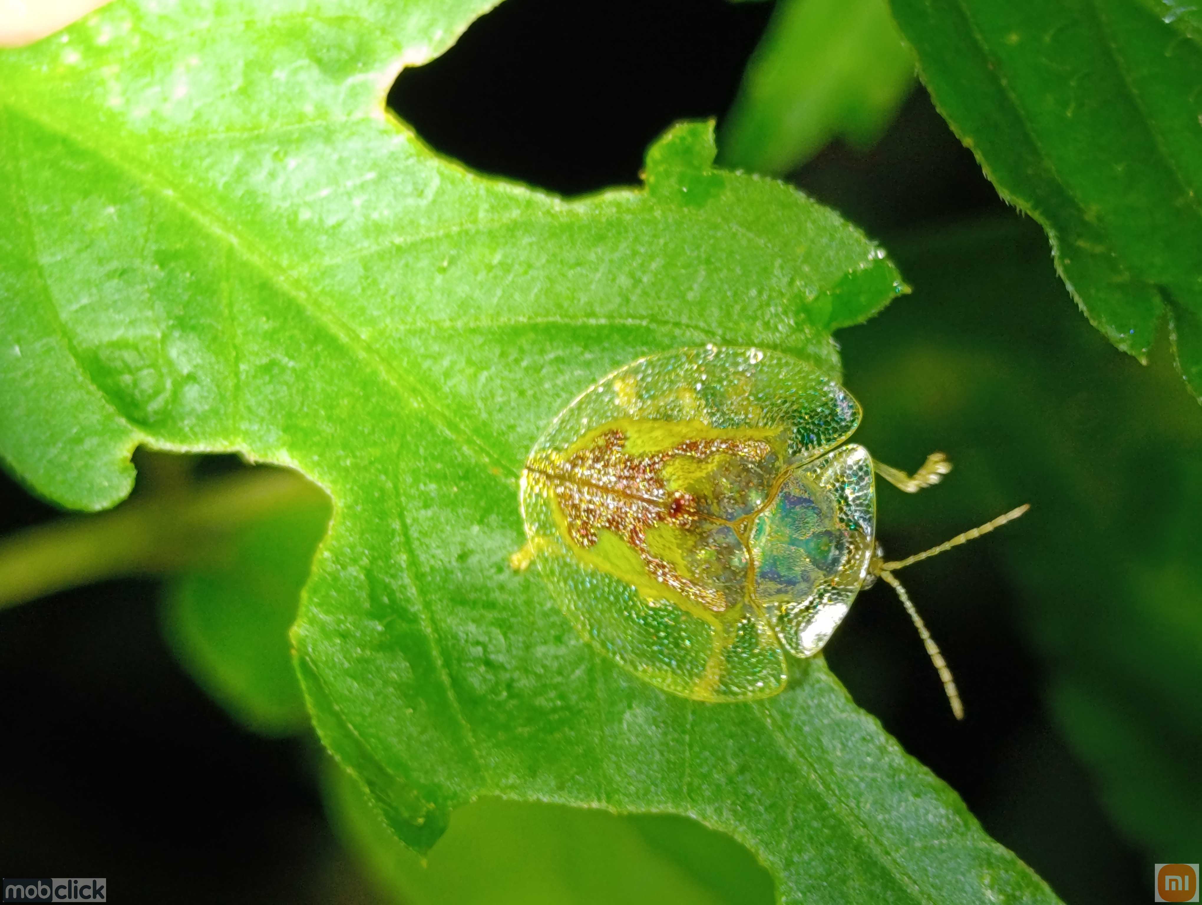 Gênero Coptocycla - besouro tartaruga