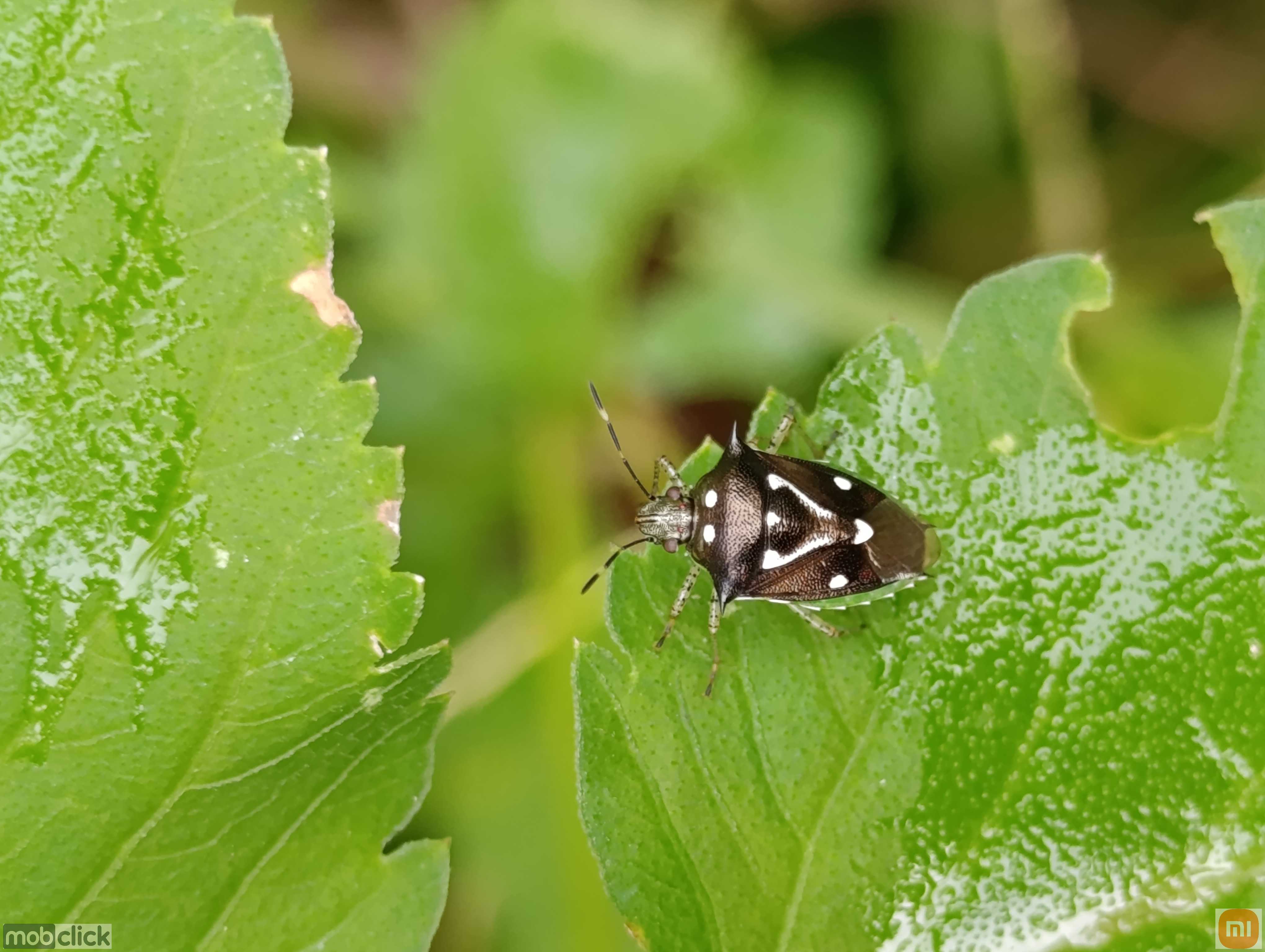 Percevejos - Gênero Sibaria