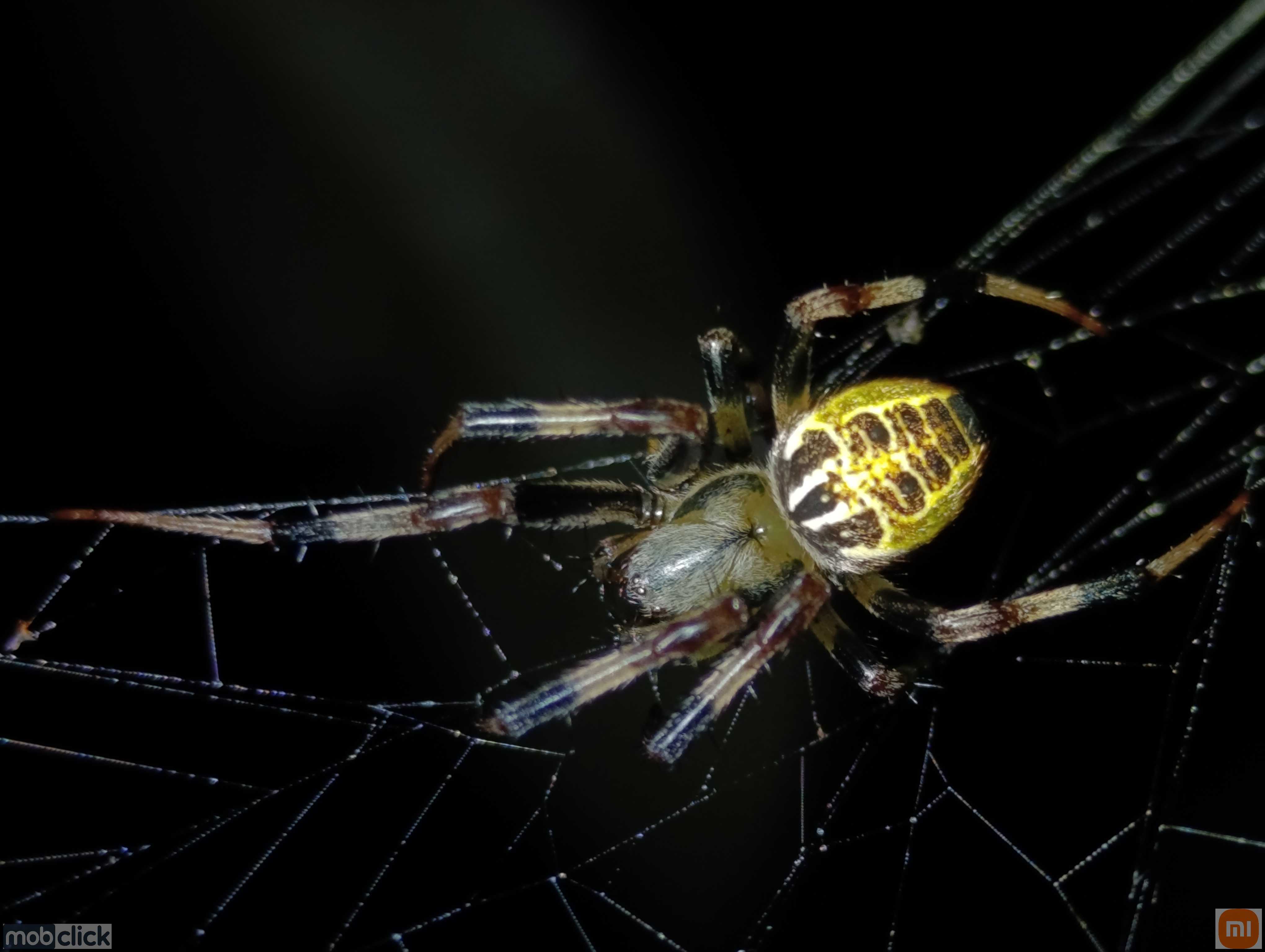Aranhas do cerrado