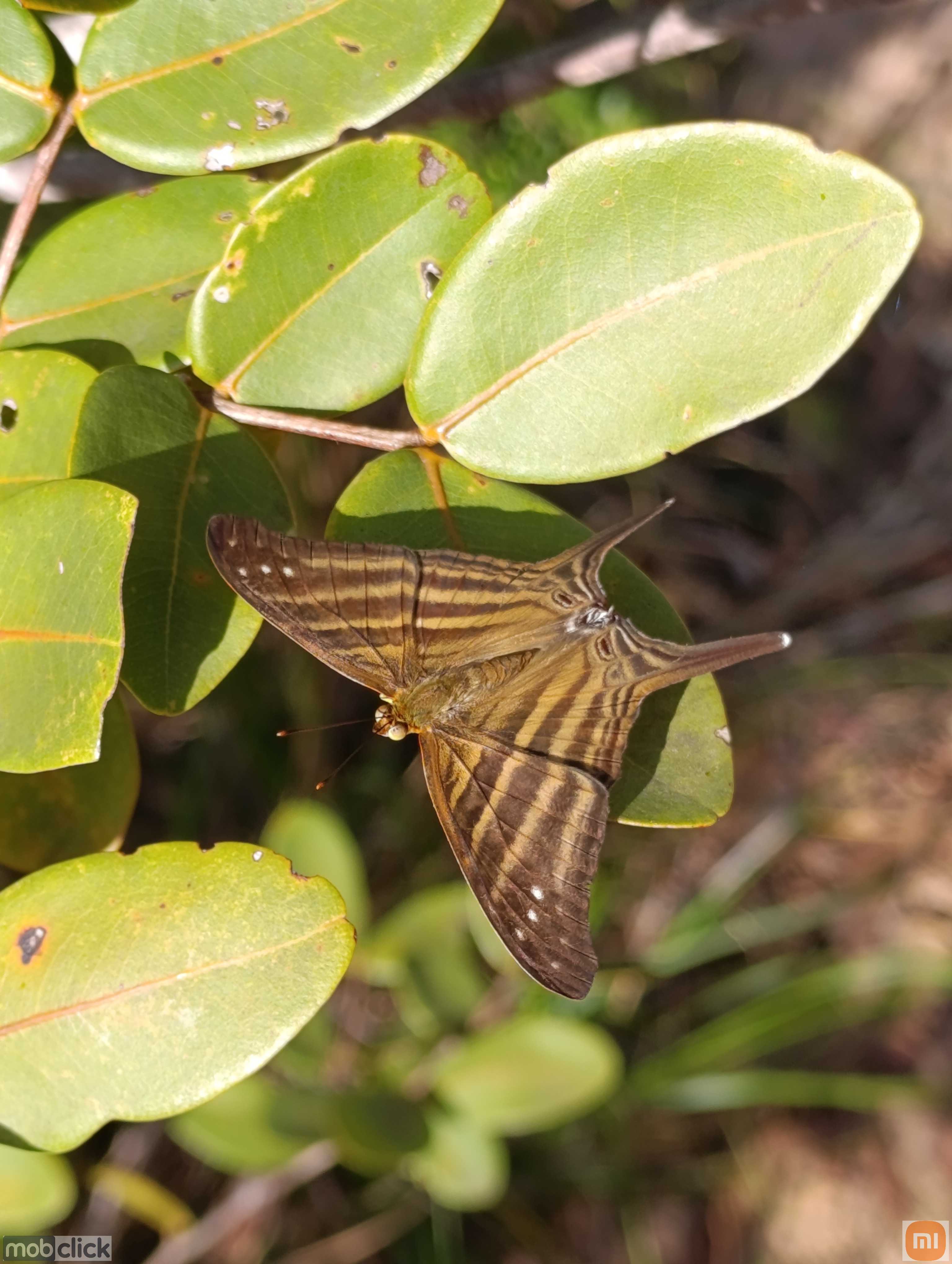 Borboleta do cerrado