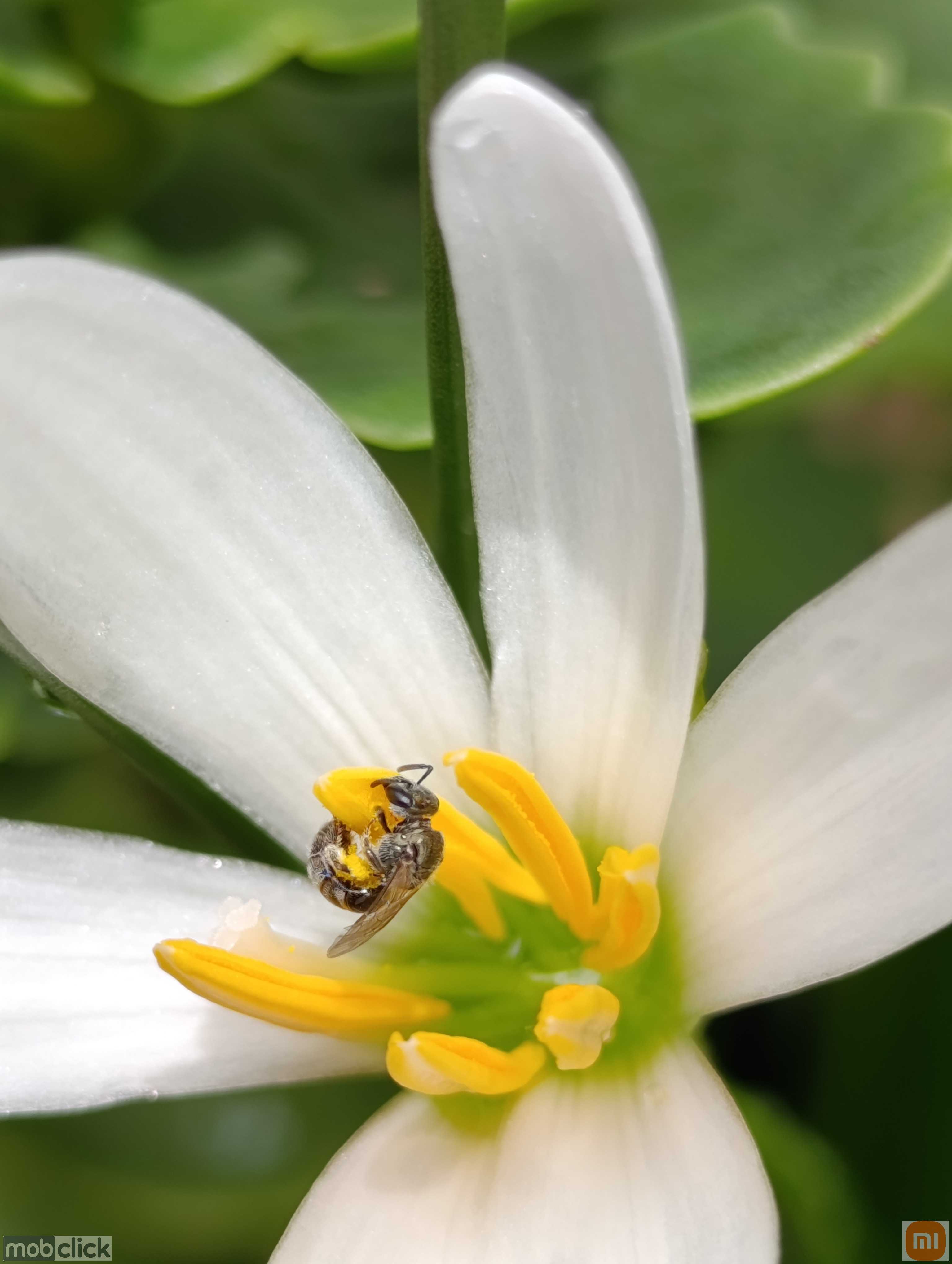 Flor branca com abelha