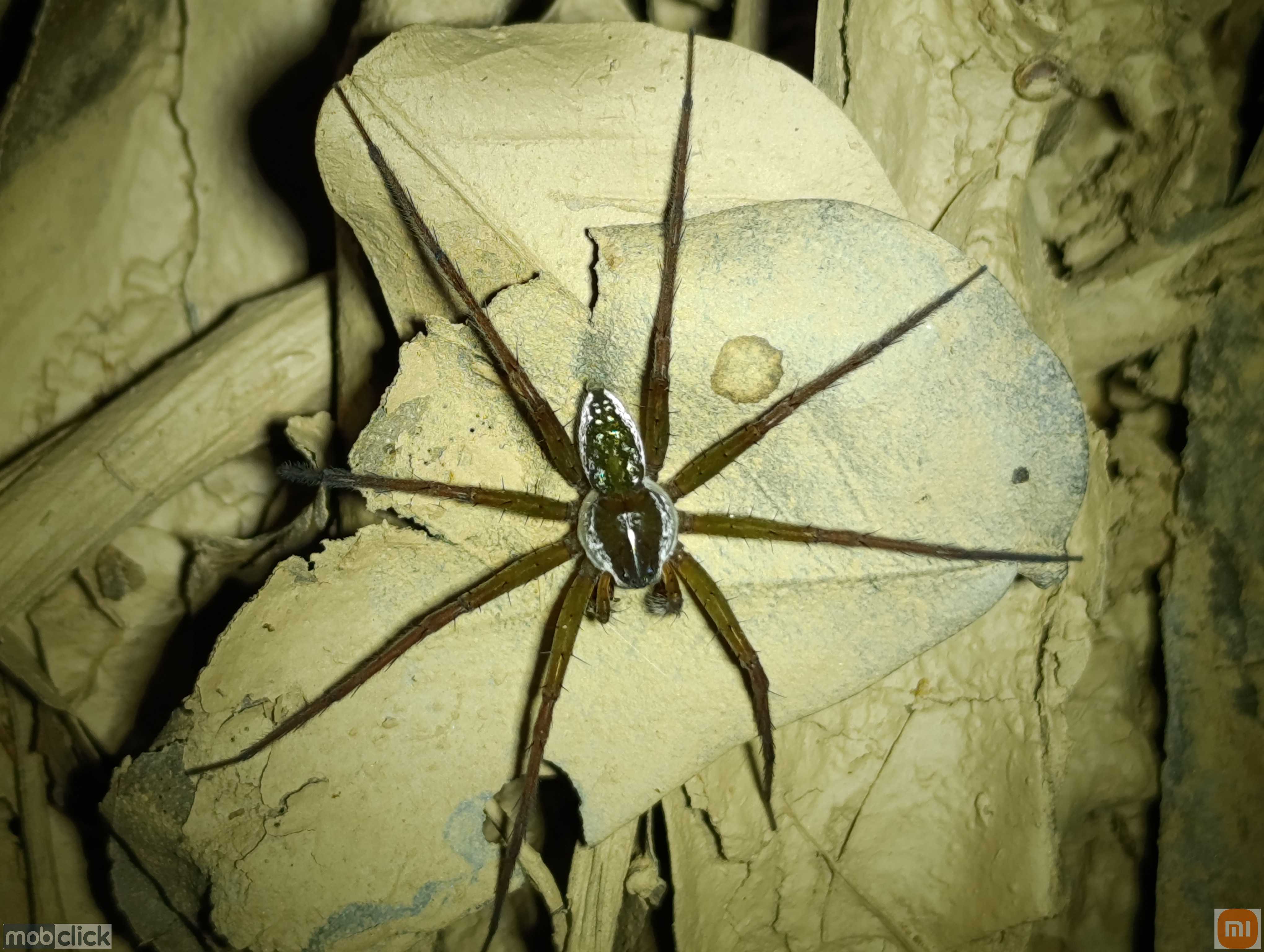 Aranhas do cerrado