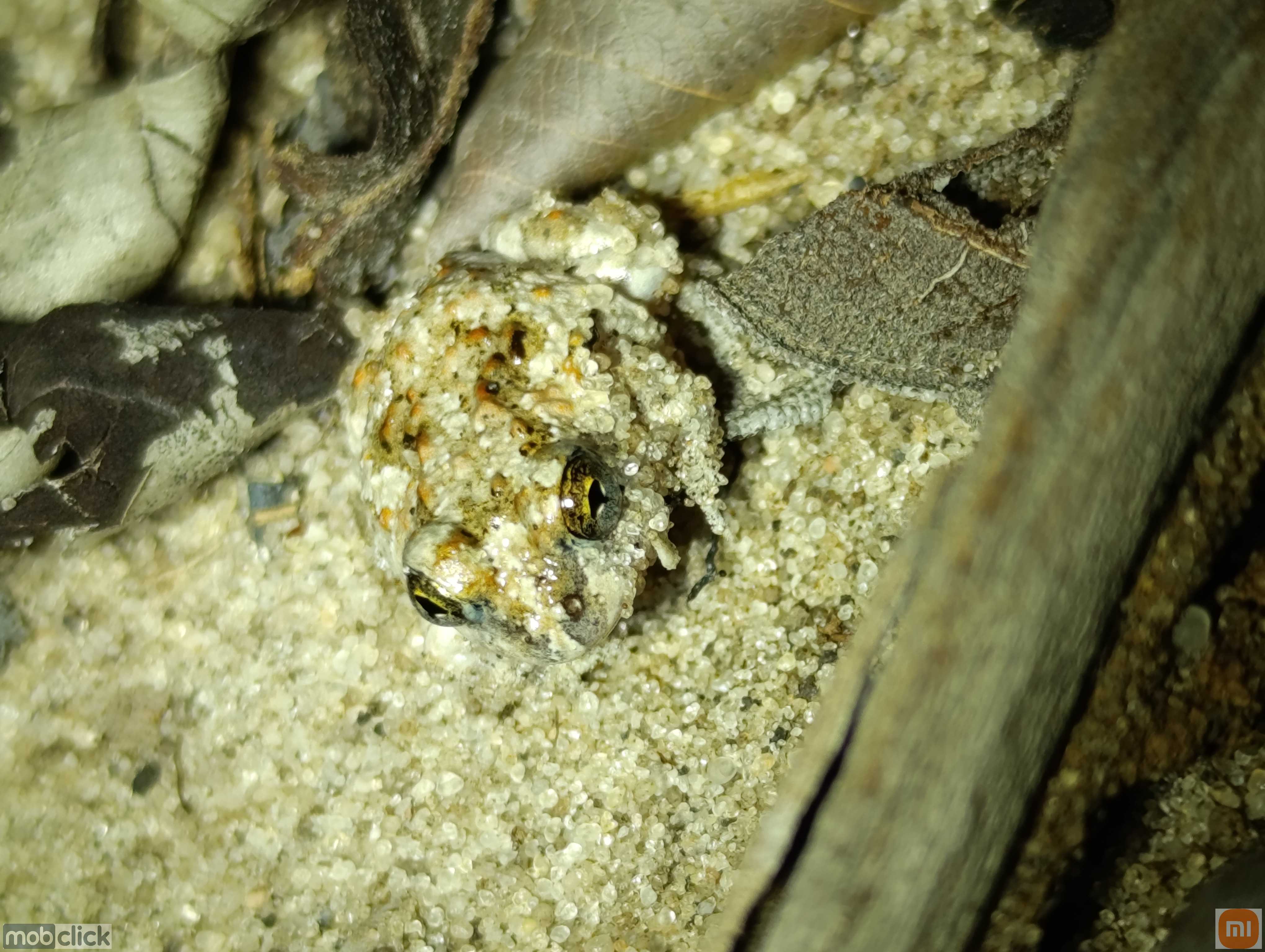 Rãzinha da caatinga camuflada na areia branca