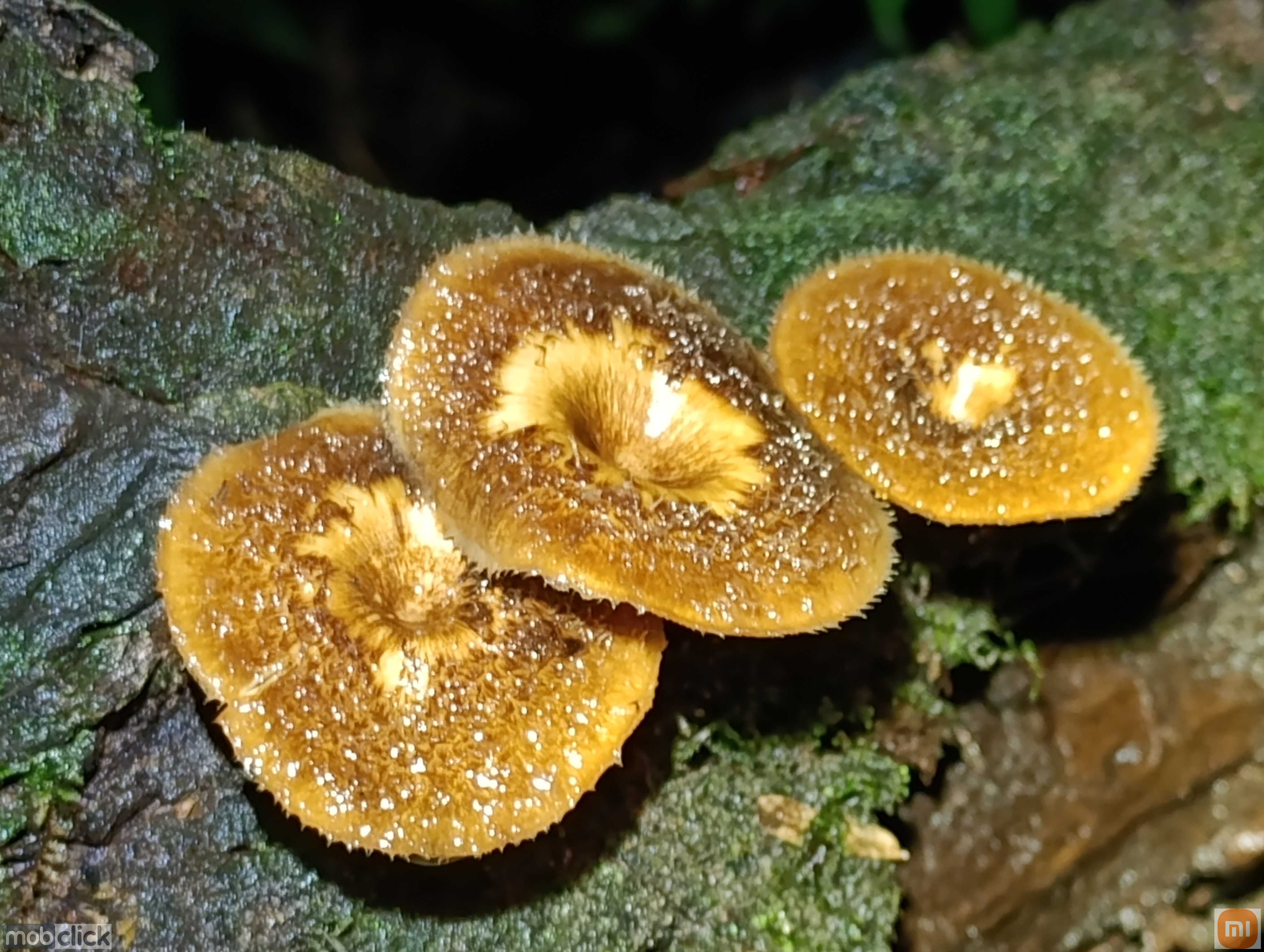 Cogumelo molhados e brilhantes