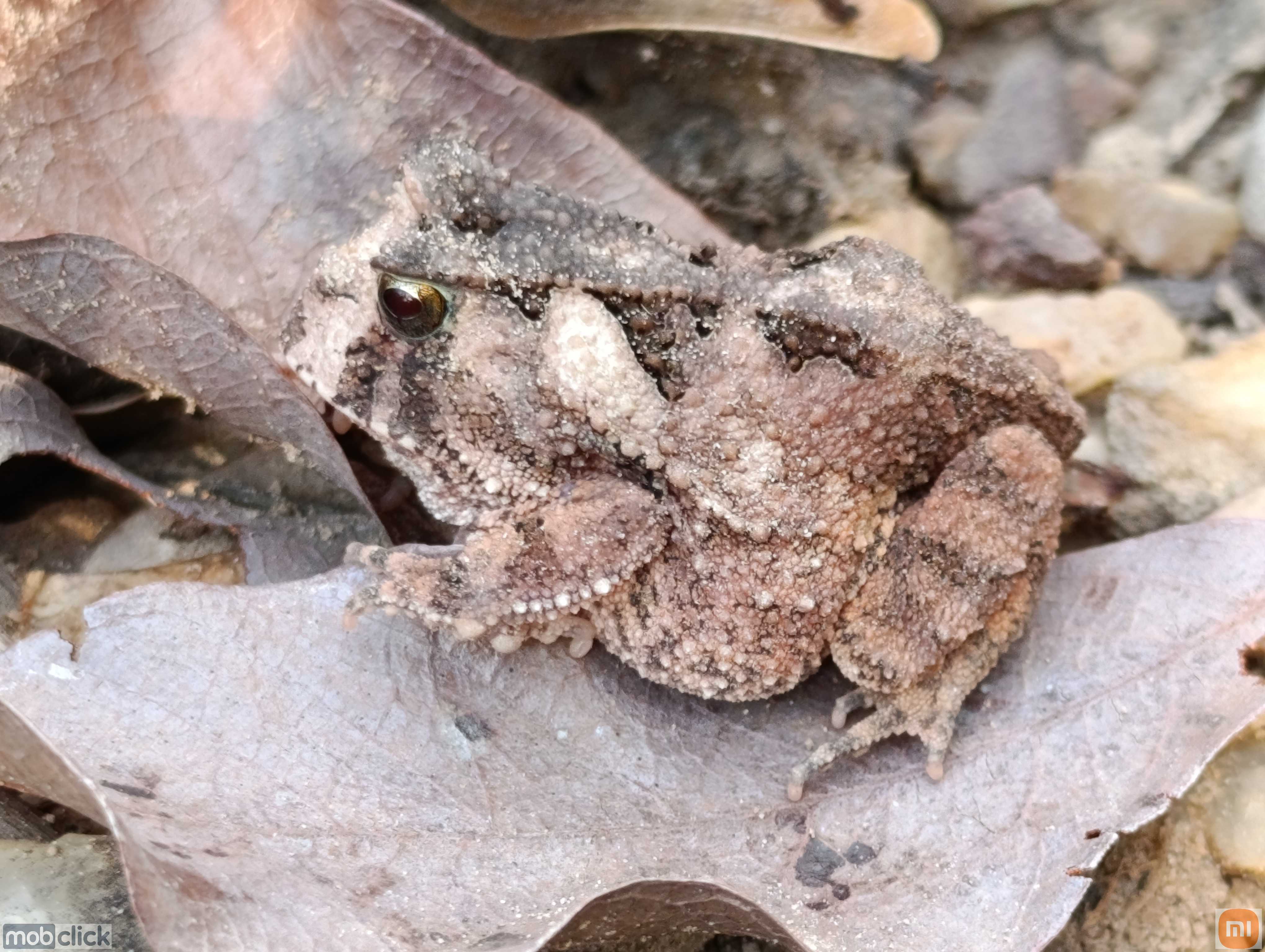 Proceratophrys goyana - sapo de chifre