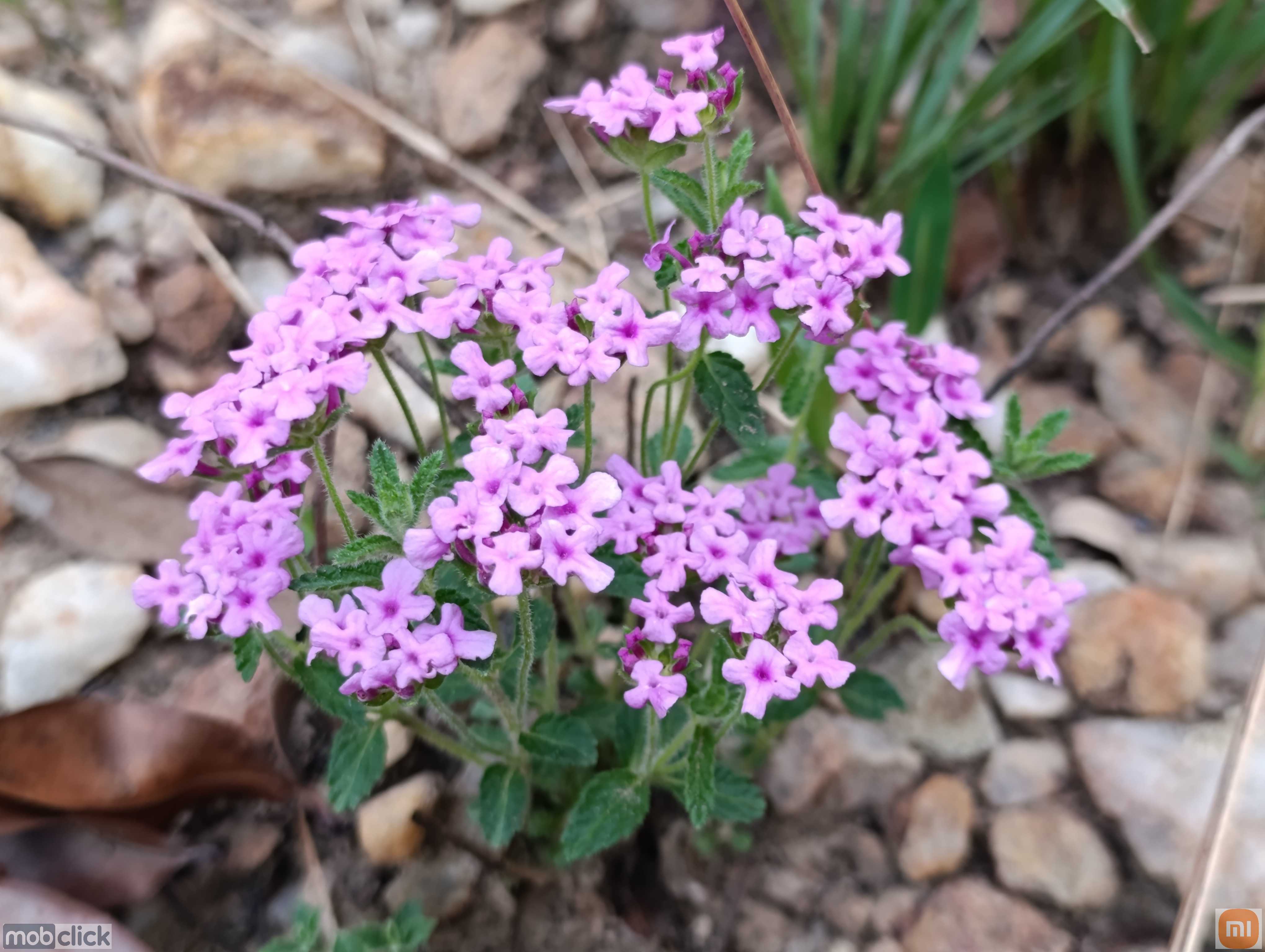 Plantas e flores do cerrado