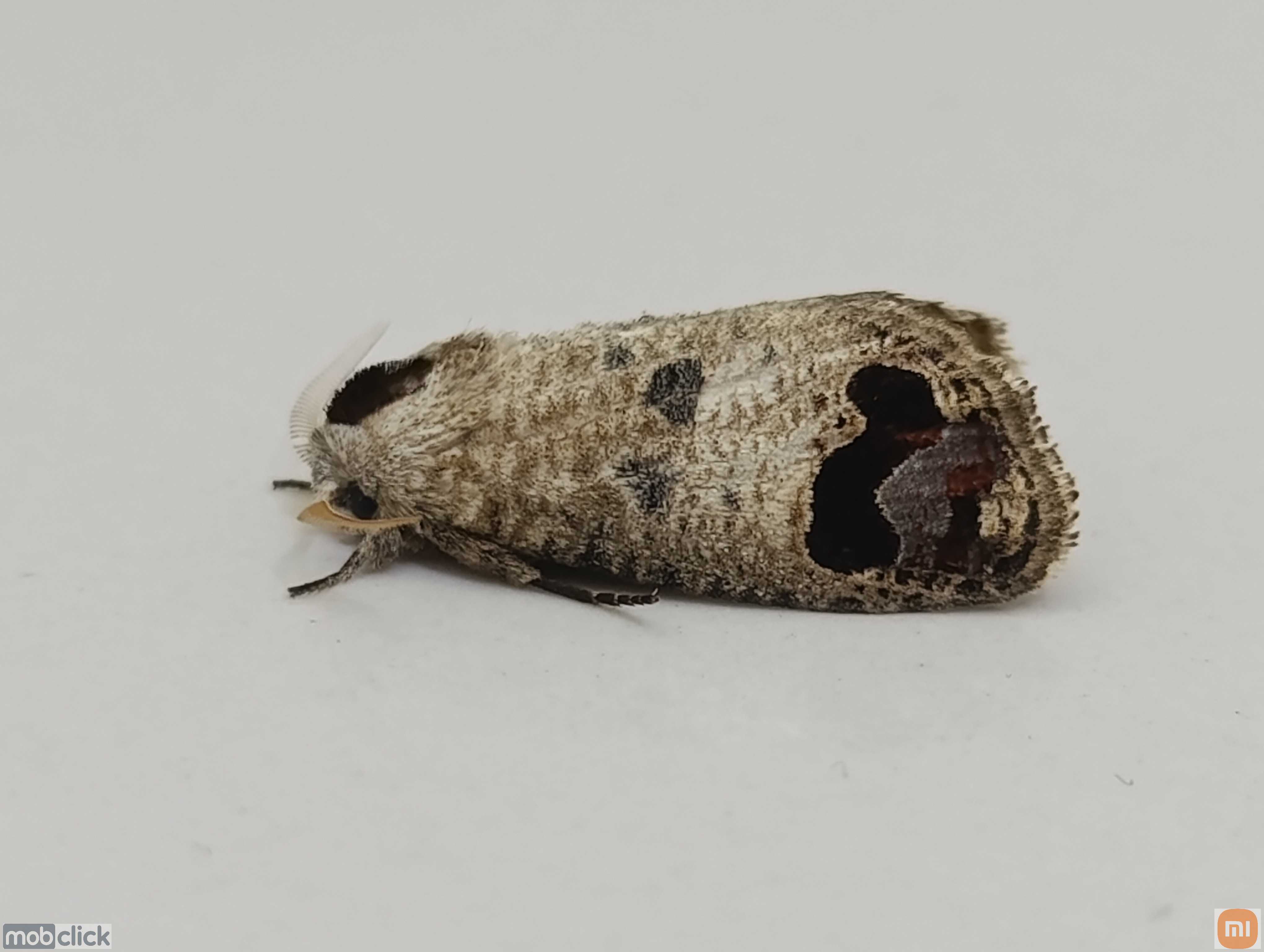 Mariposas do cerrado