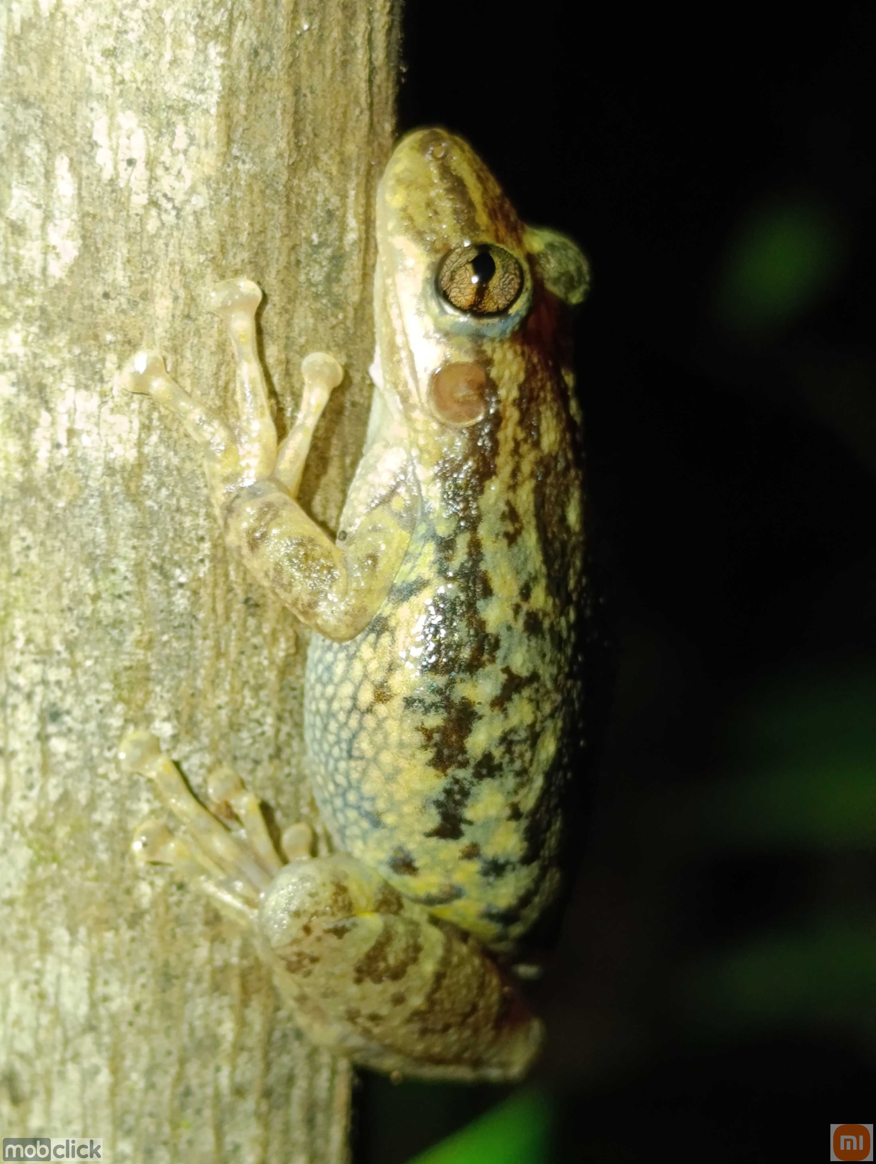 Scinax fuscovarius - perereca de banheiro