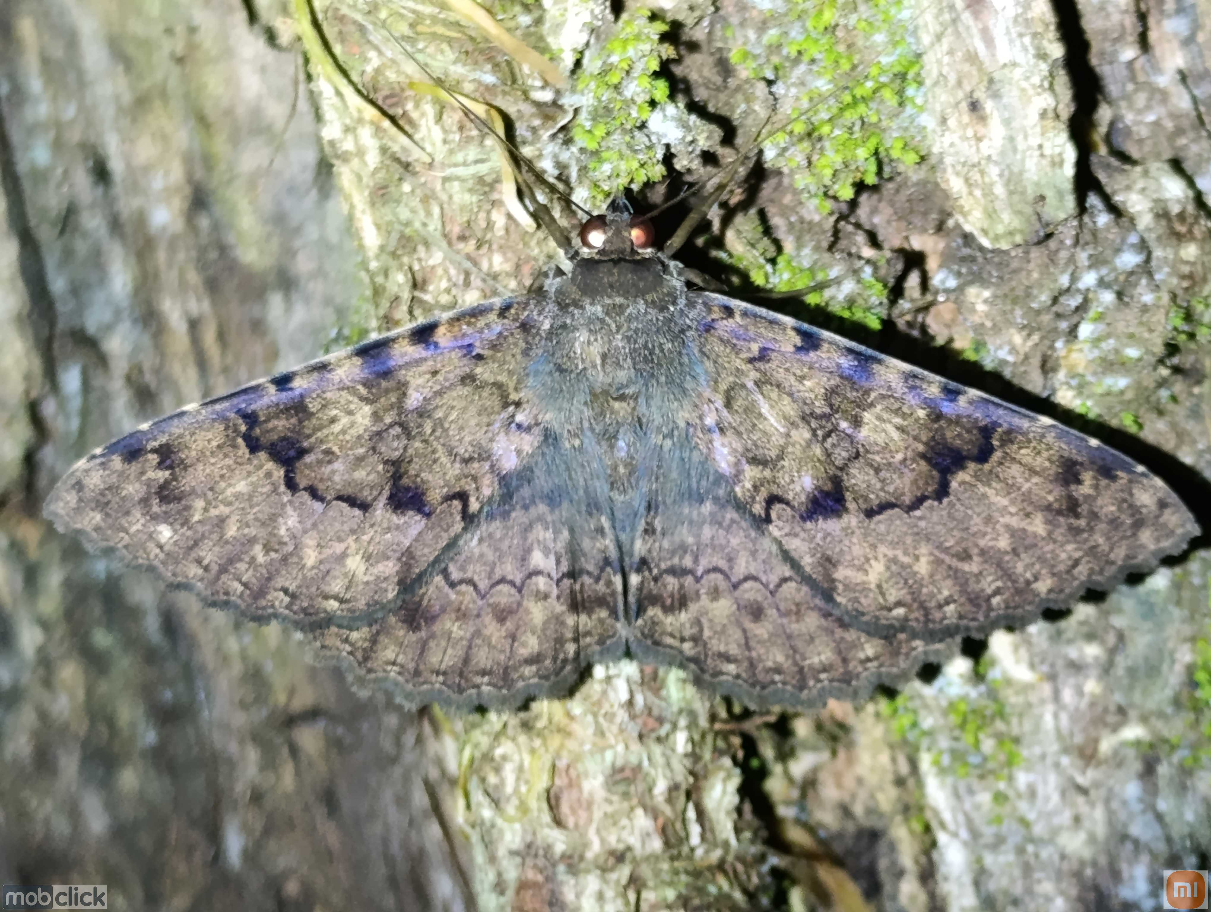 Mariposa bruxa