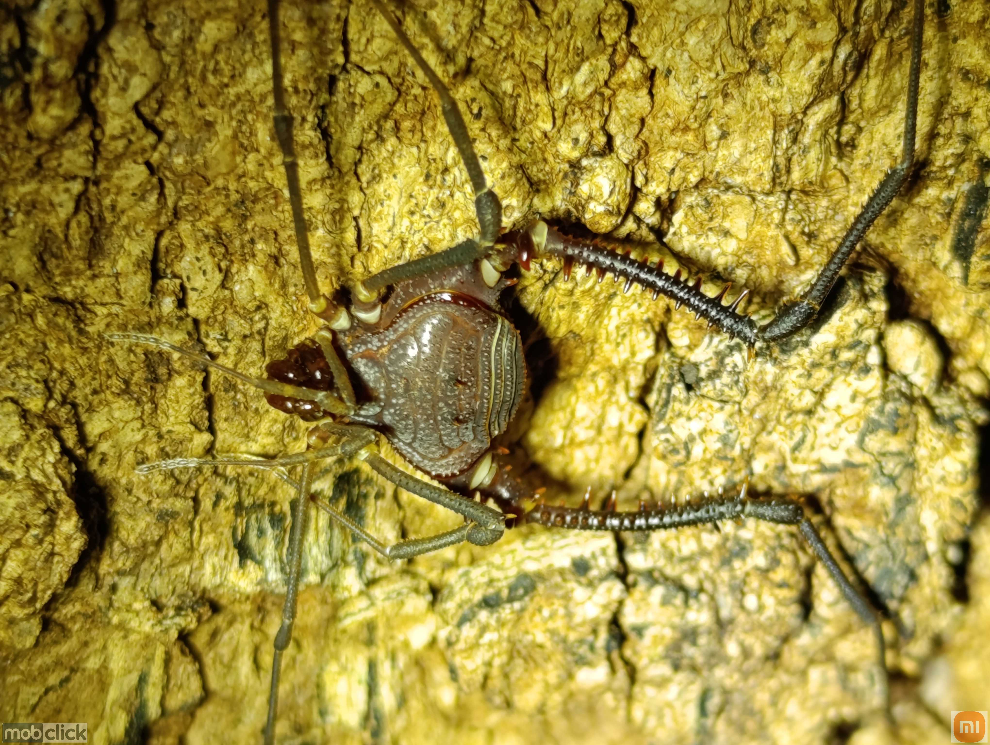 Aranhões