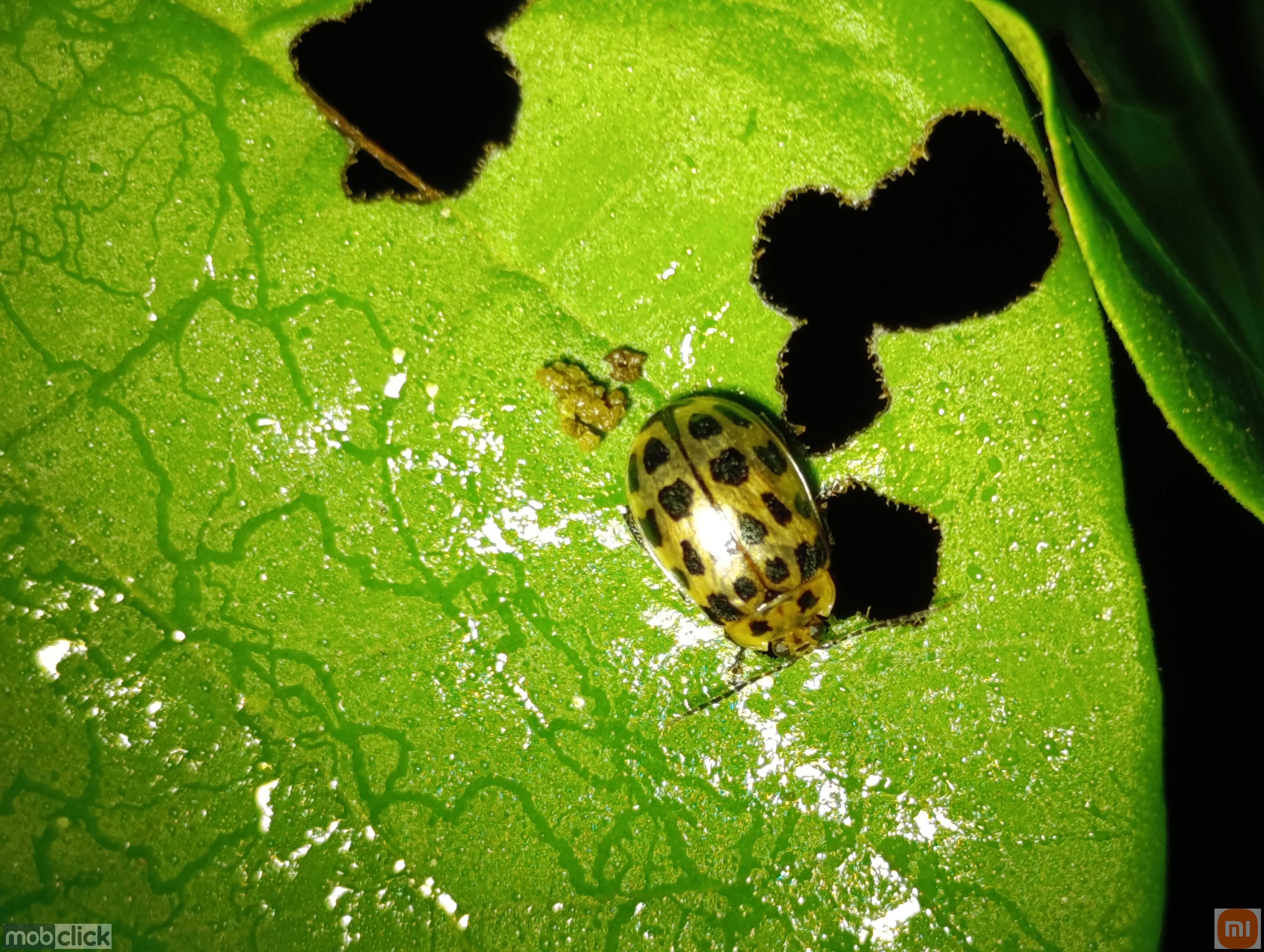 Besouro colorido dourado