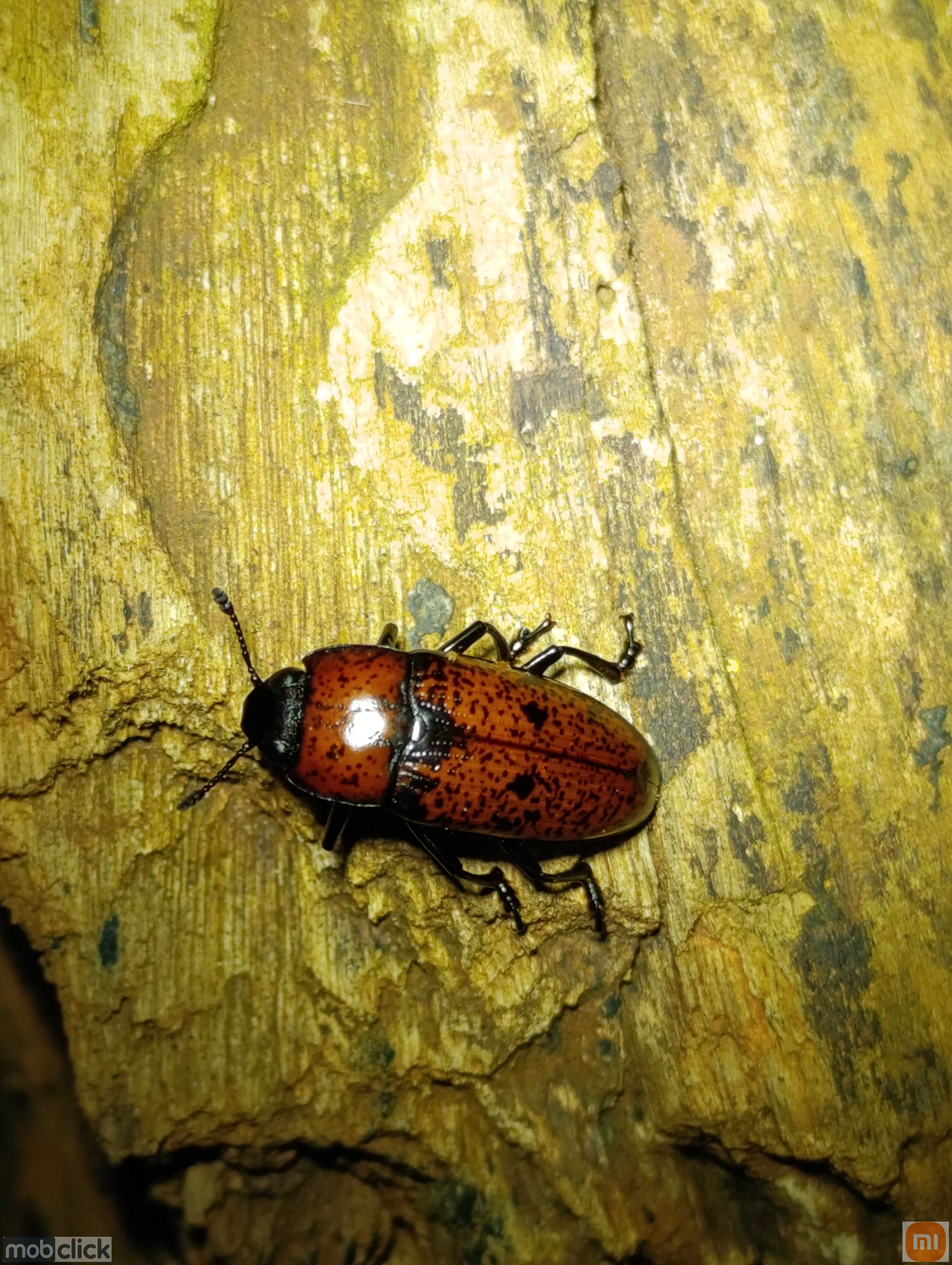 Besouro vermelho do fungo