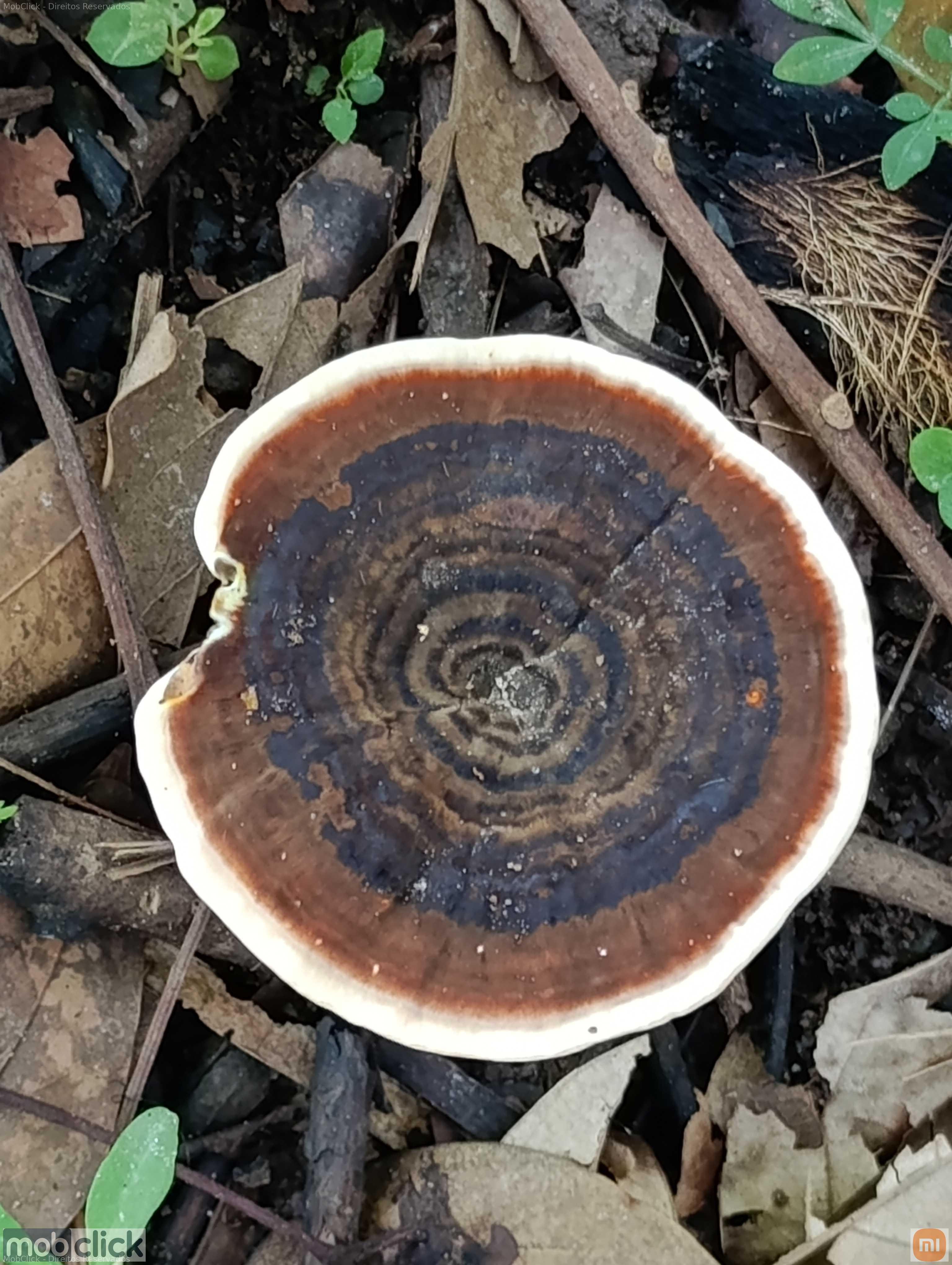 Fungos e musgos - orelha de pau