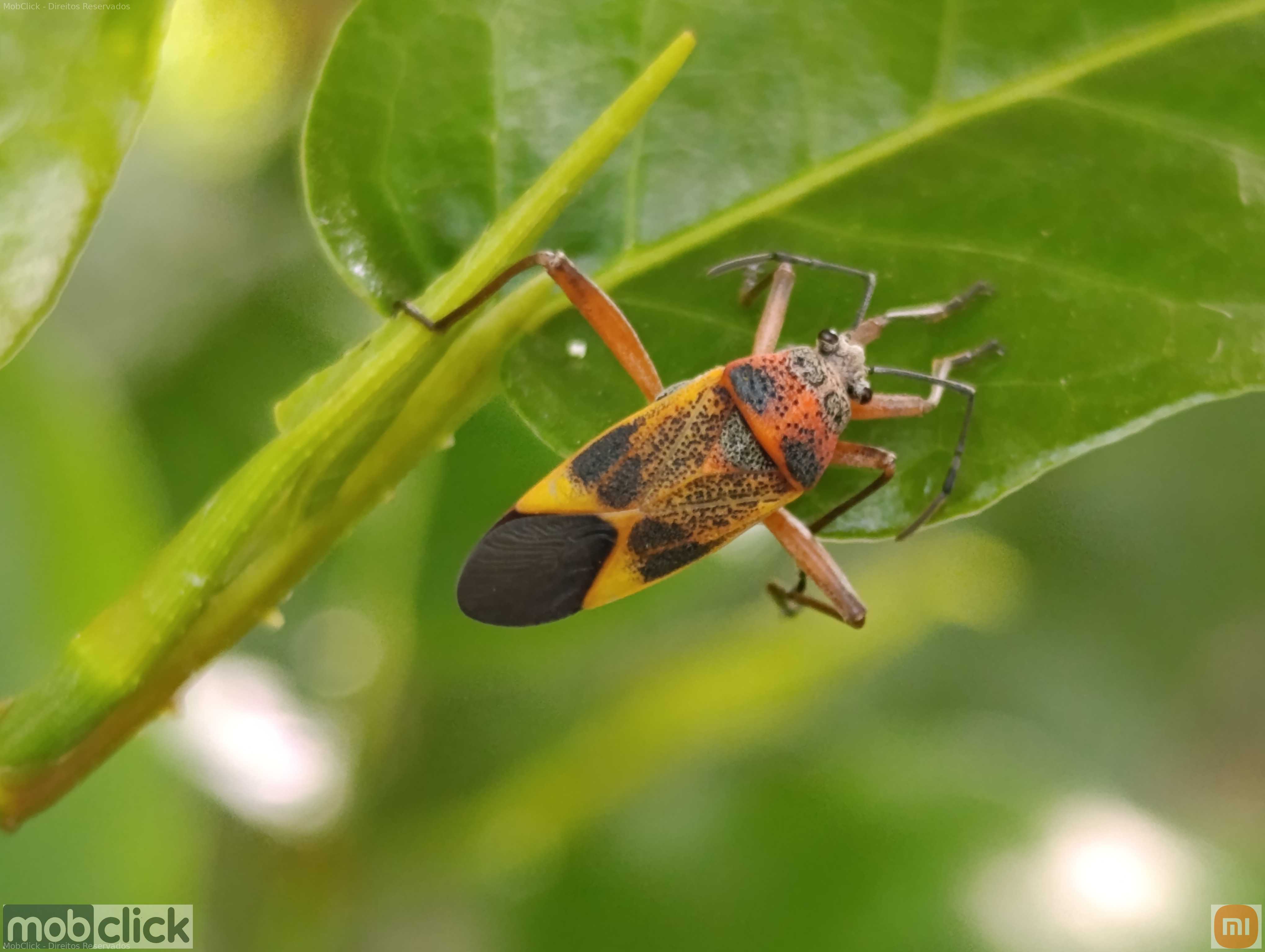 Percevejos coloridos