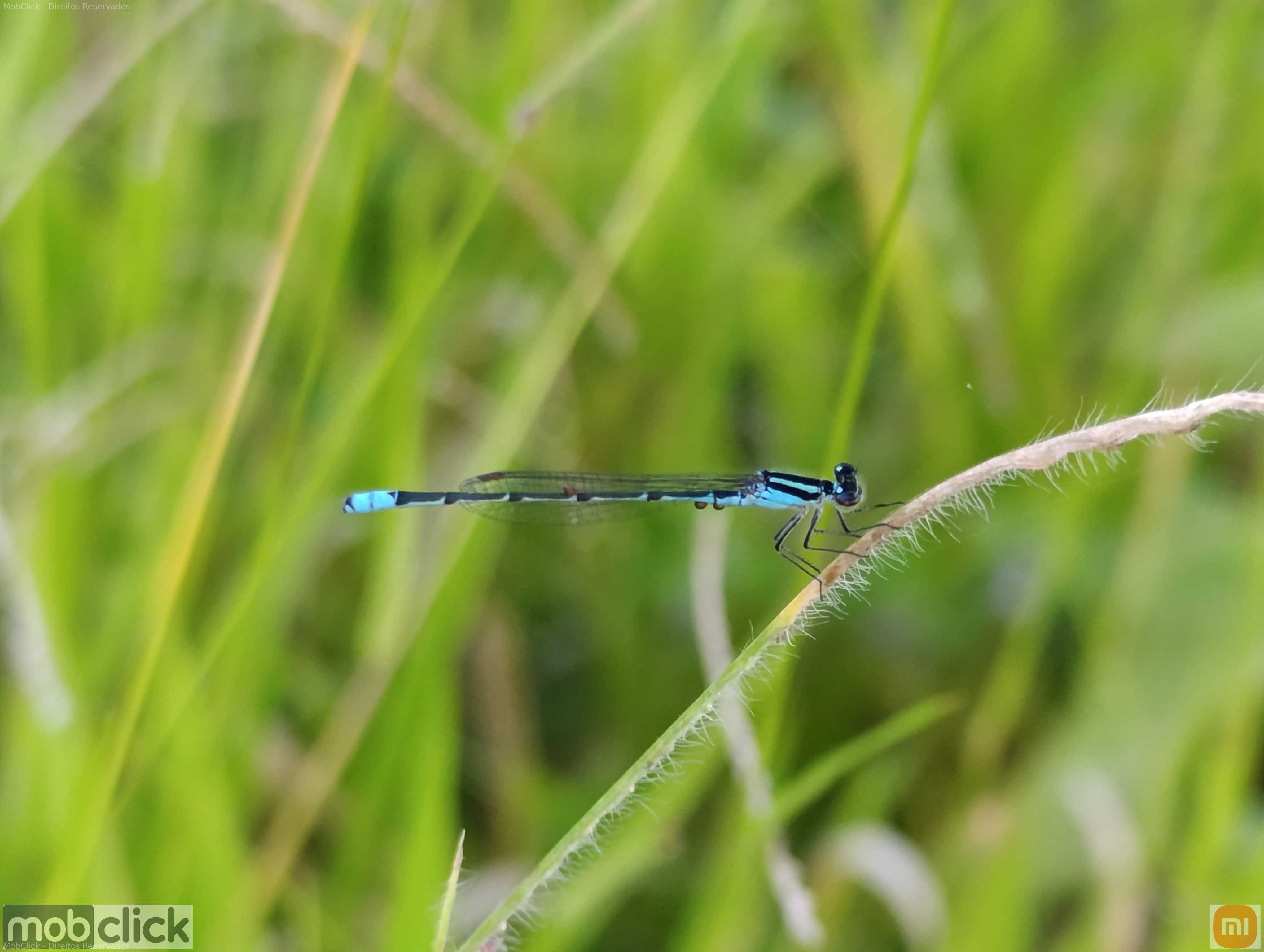 Libelinhas azul e preta - libélulas coloridas