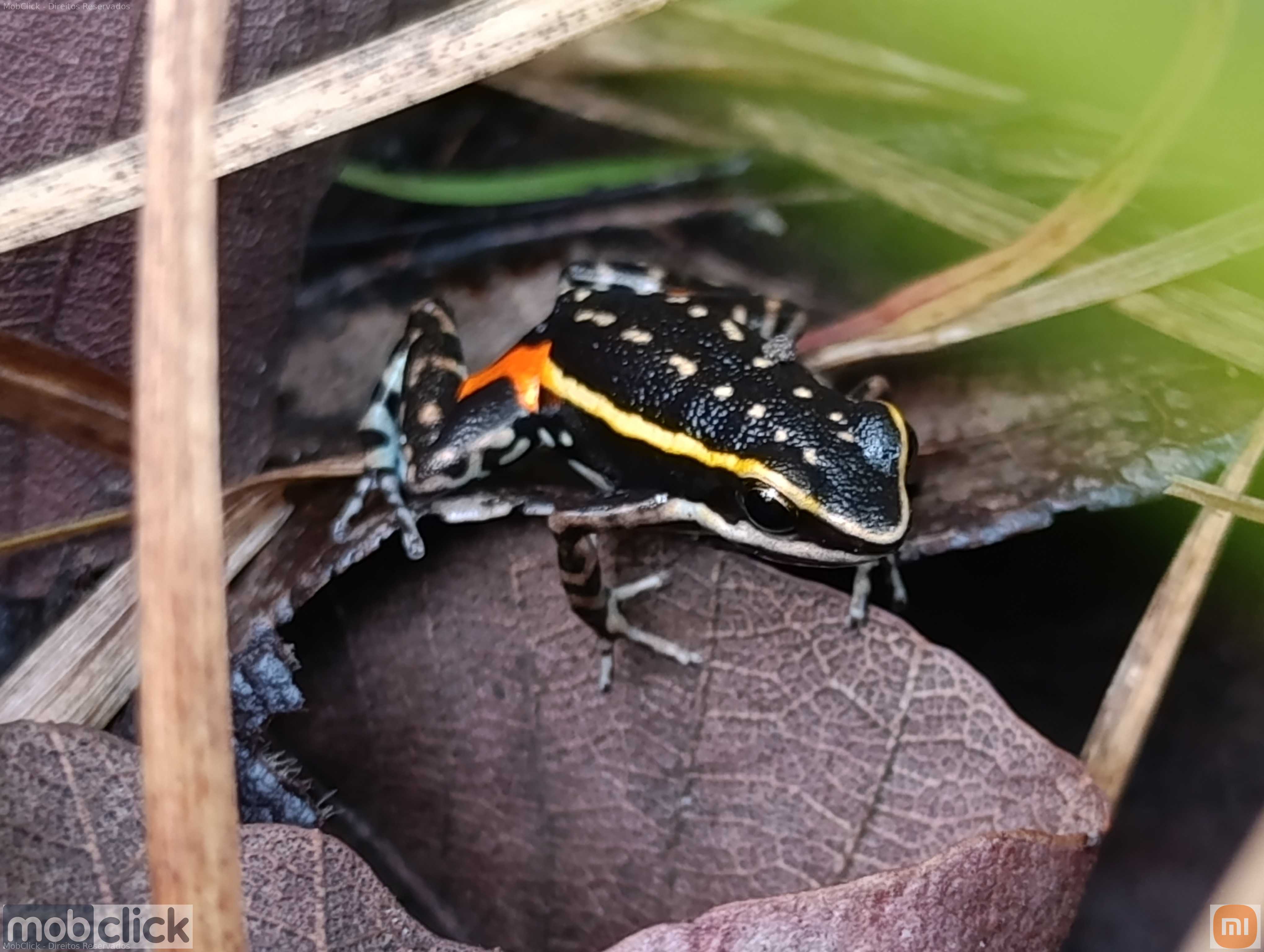 Sapinho flecha - Ameerega flavopicta