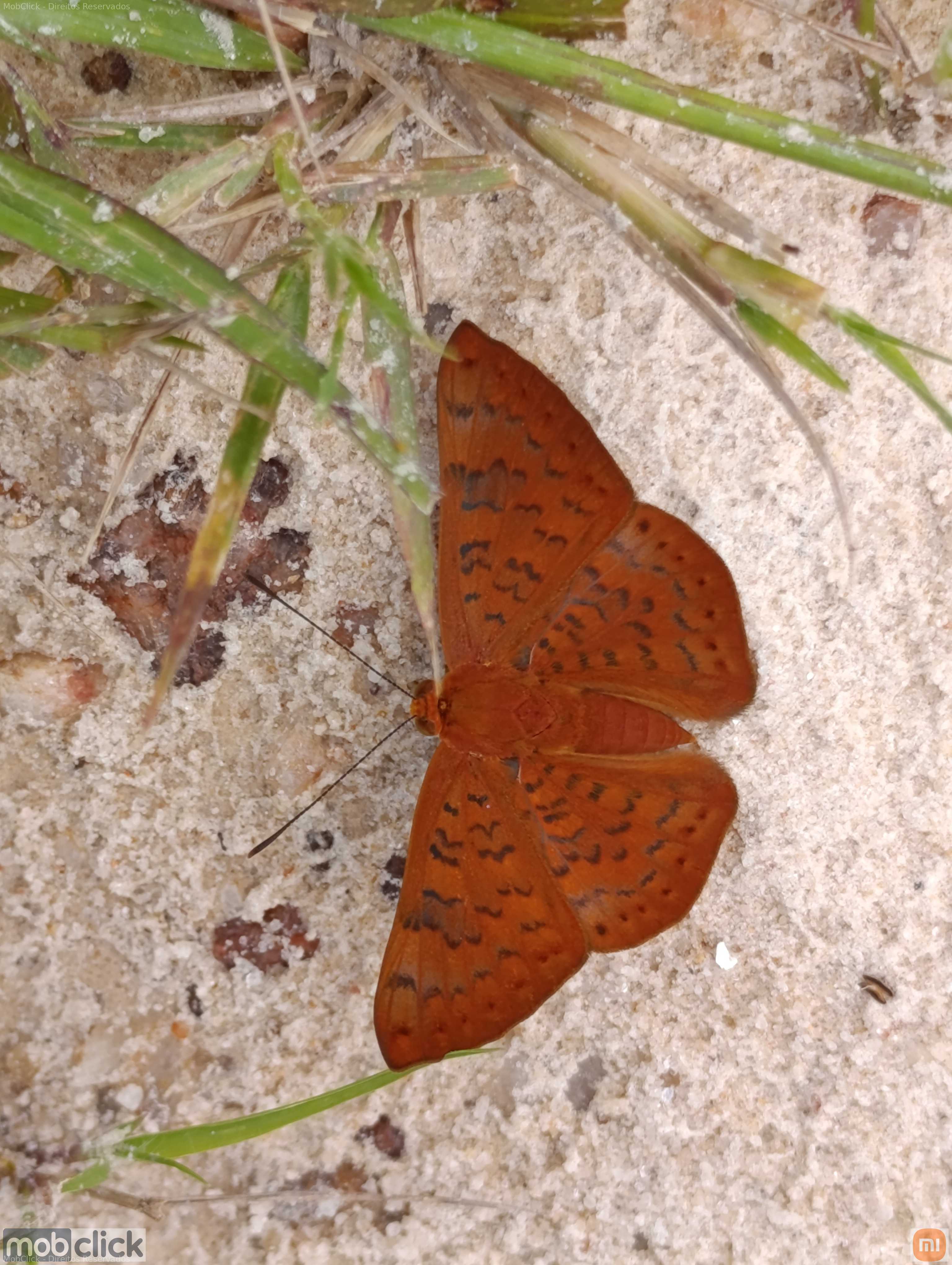 Borboleta colorida
