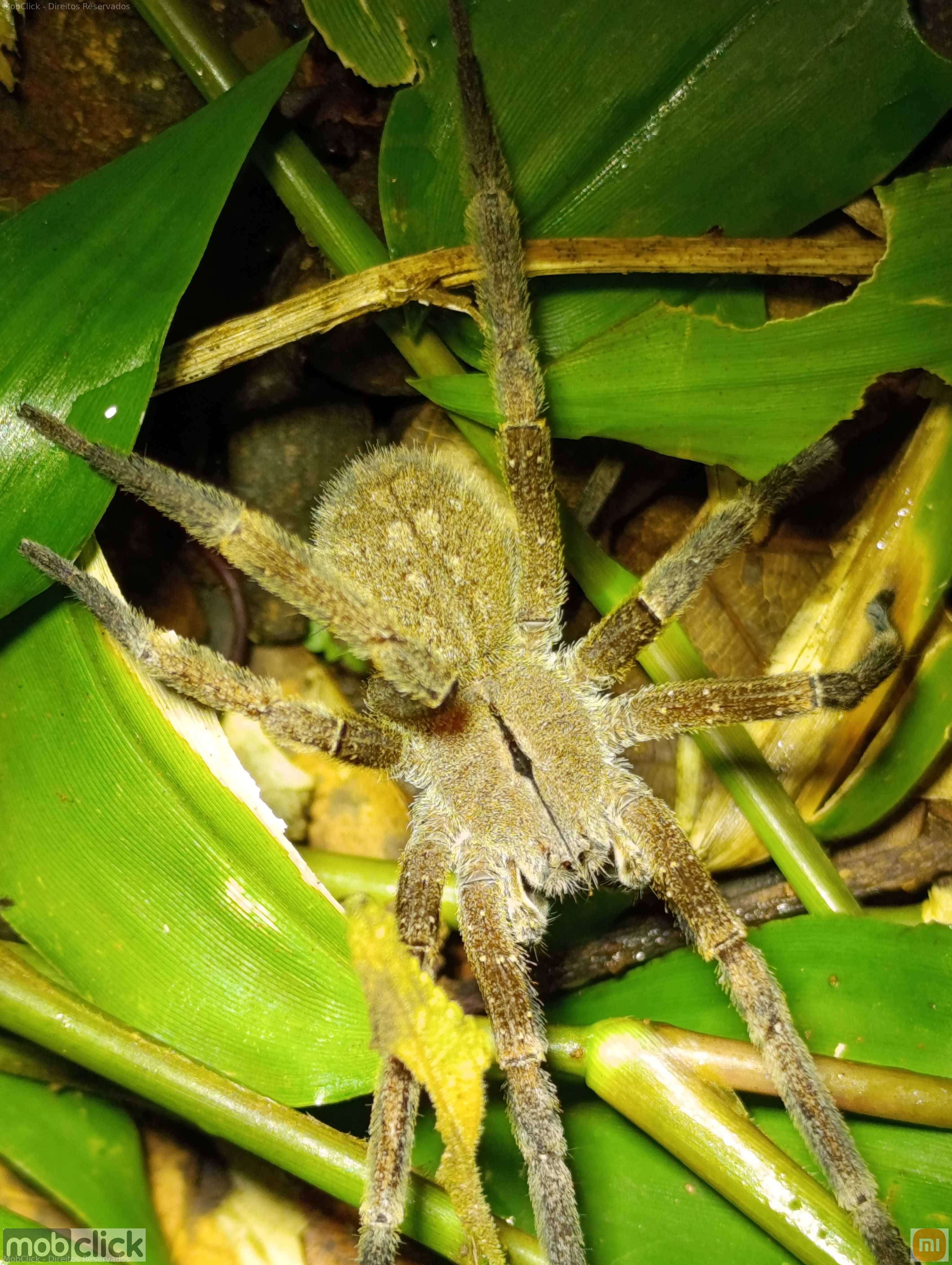 Aranha Armadeira