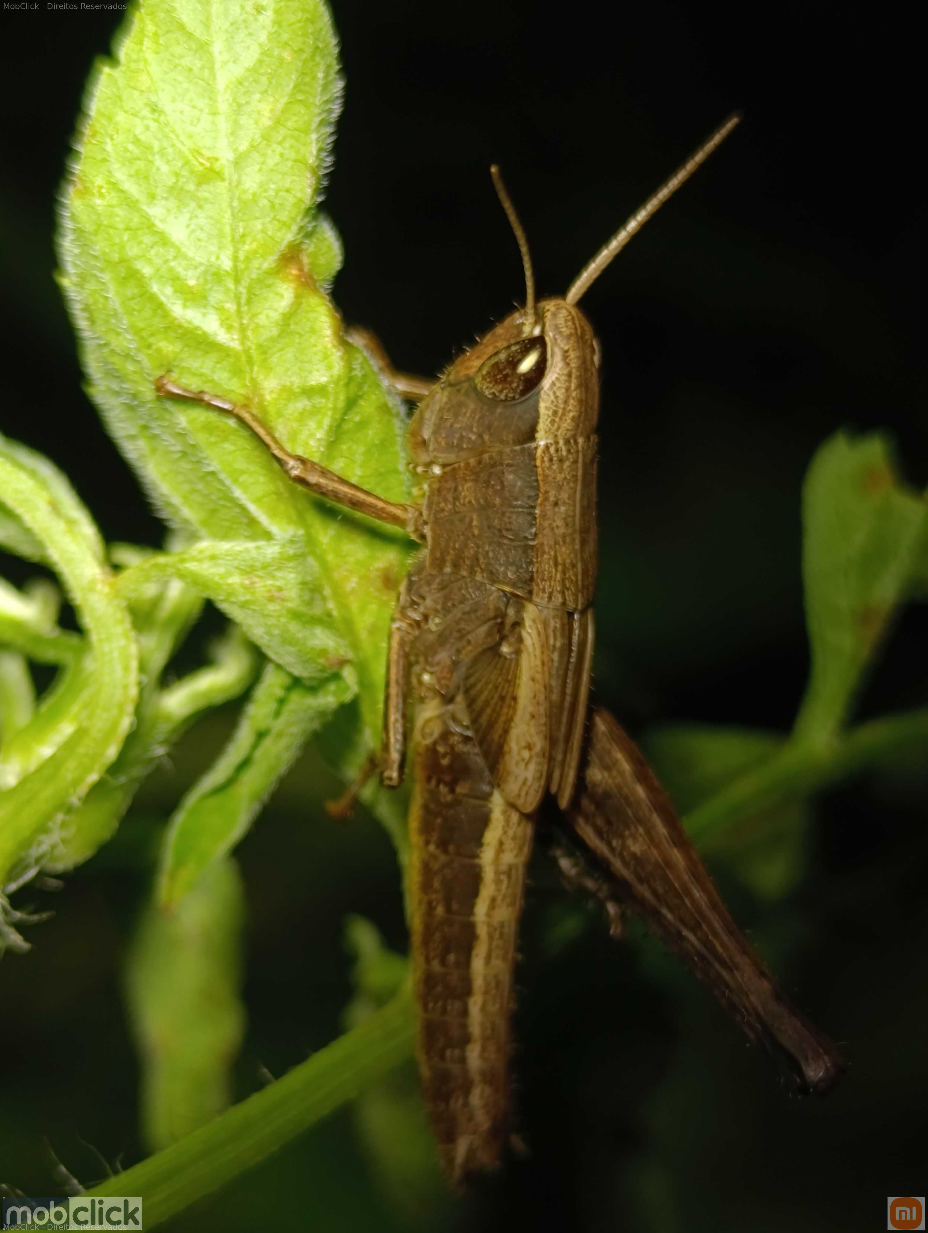 Gafanhoto de antenas.curtas marrom