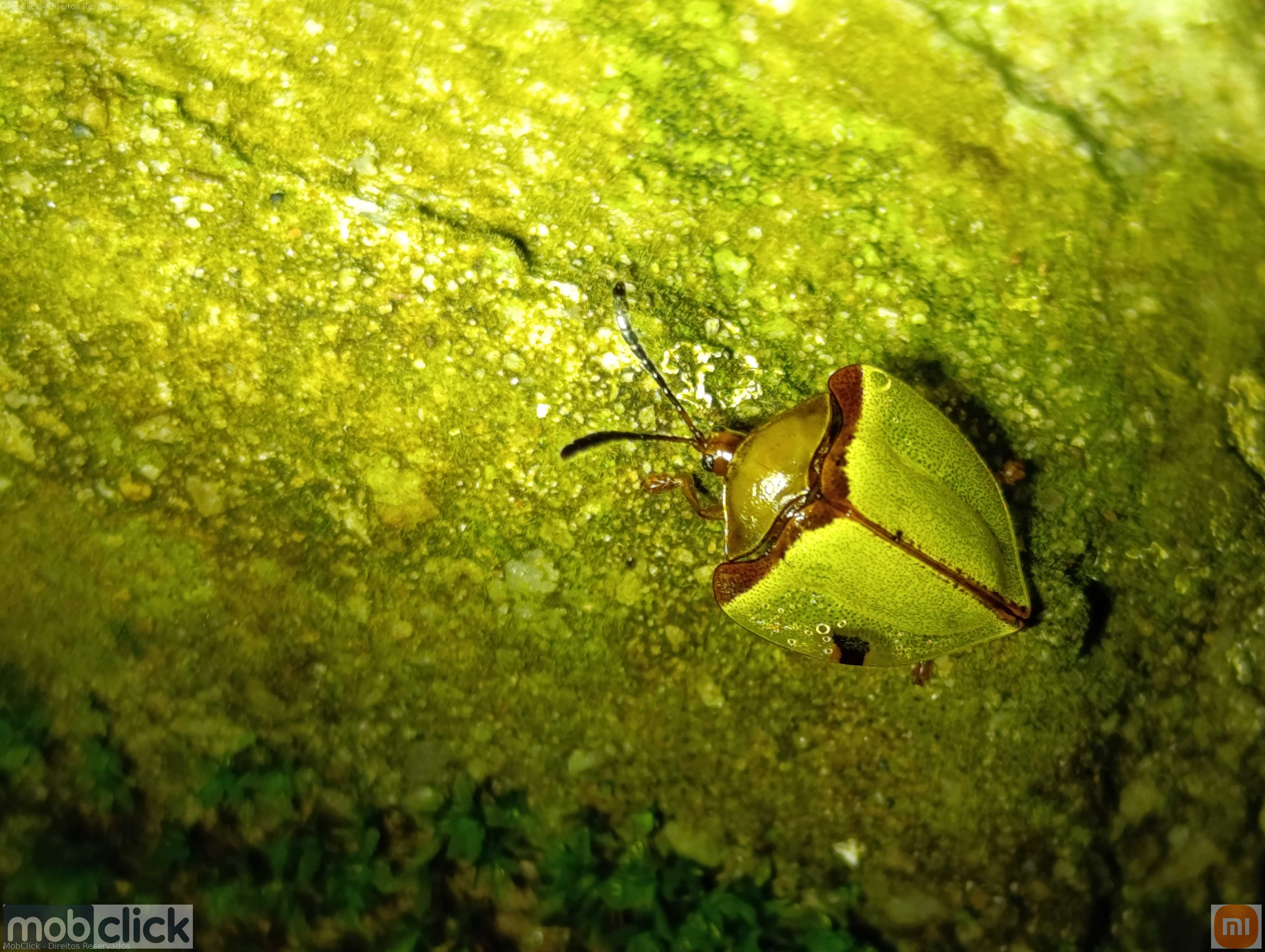 Besouro amarelo marrom