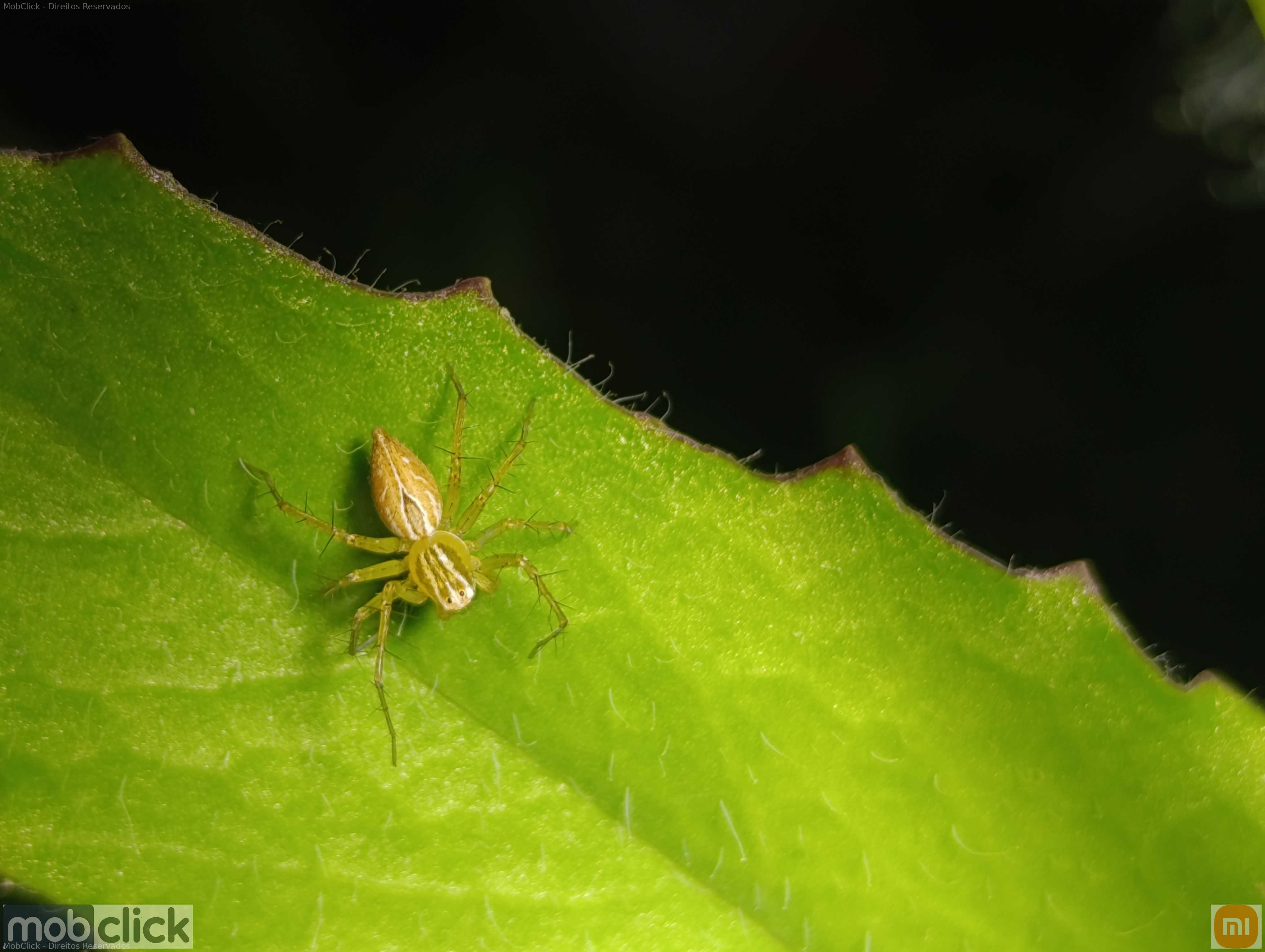Oxyopes salticus - aranhas de jardim