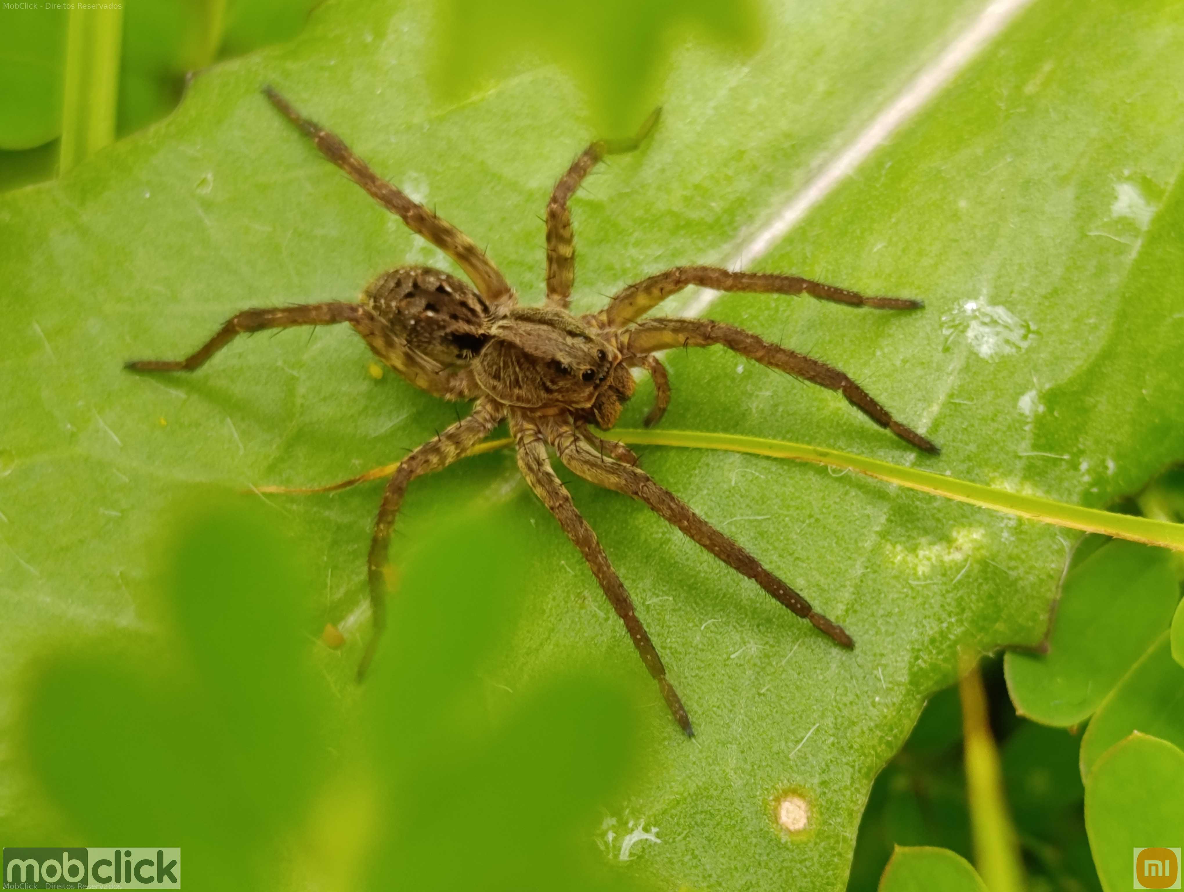 Aranha do gramado - Lycosa erythrognatha