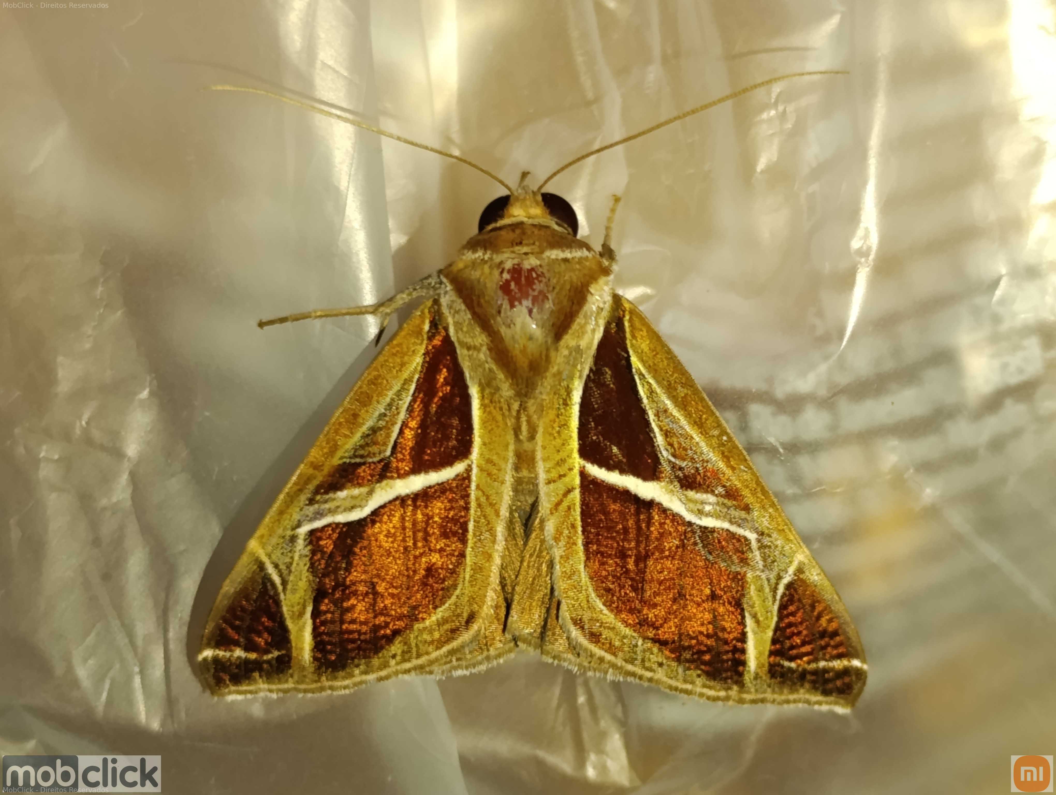 Mariposas do cerrado - Calyptis iter