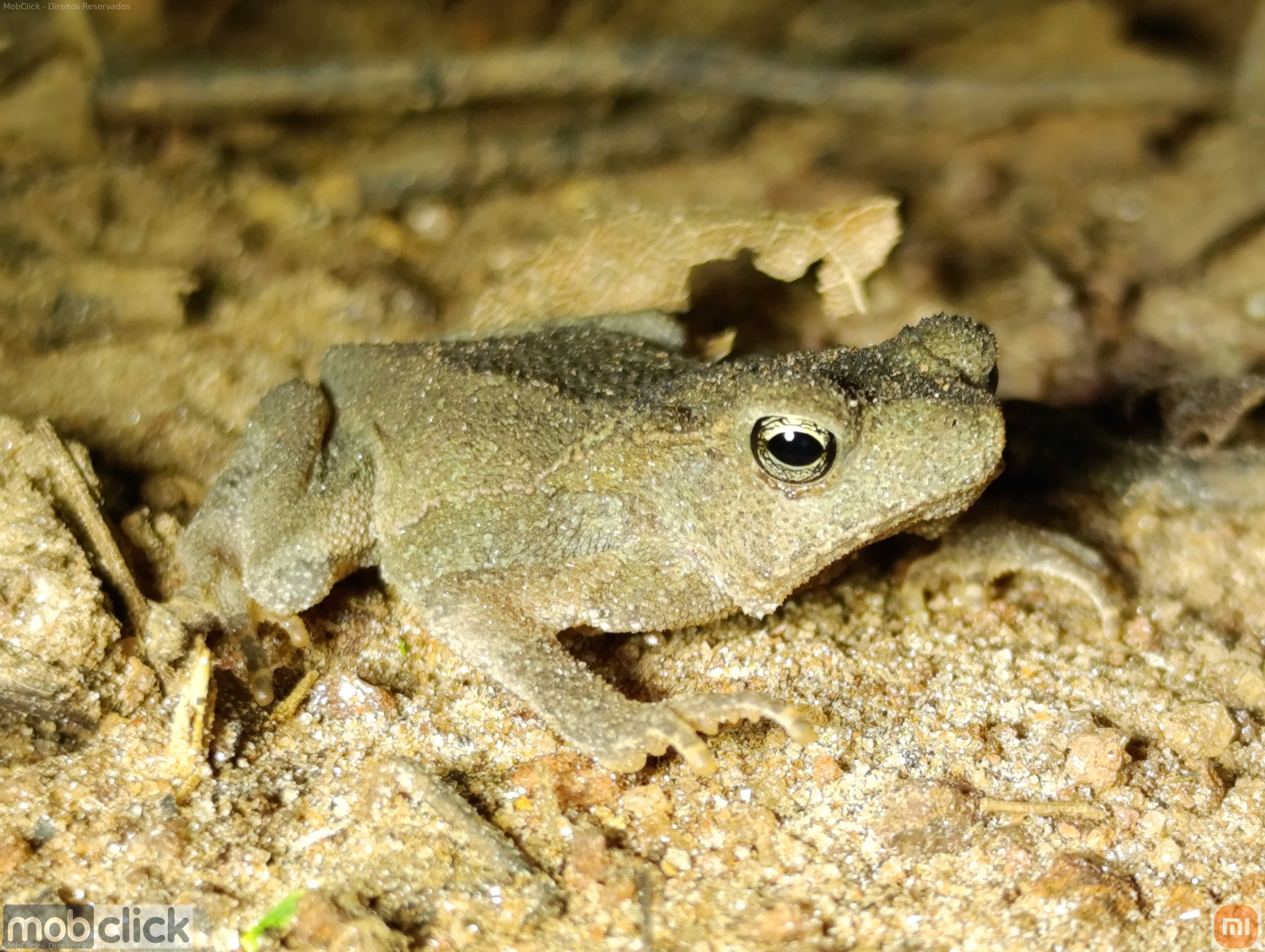 Rhinella sebbeni - sapo endêmico do Brasil e em perigo de extinção