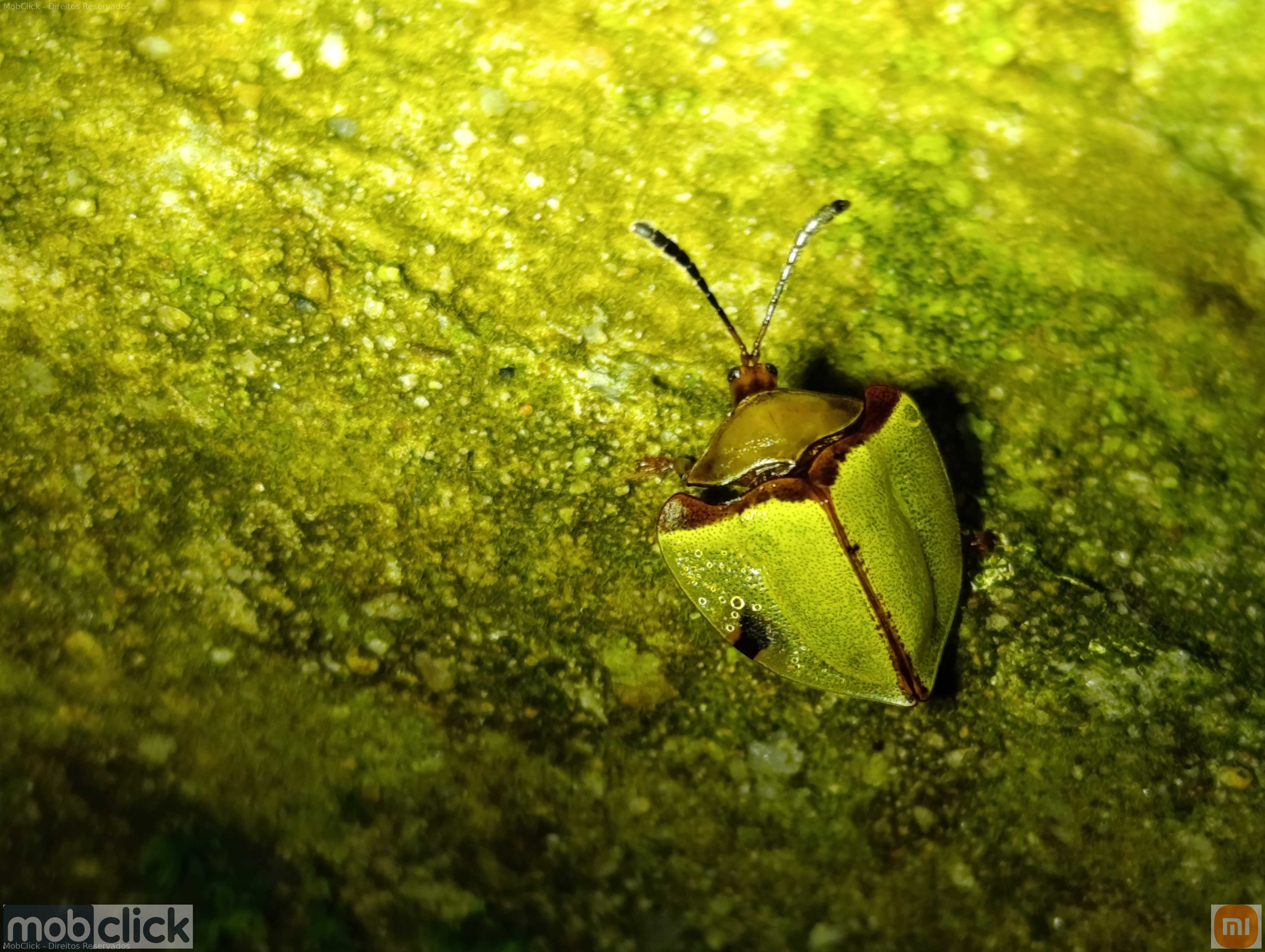 Besouro amarelo marrom