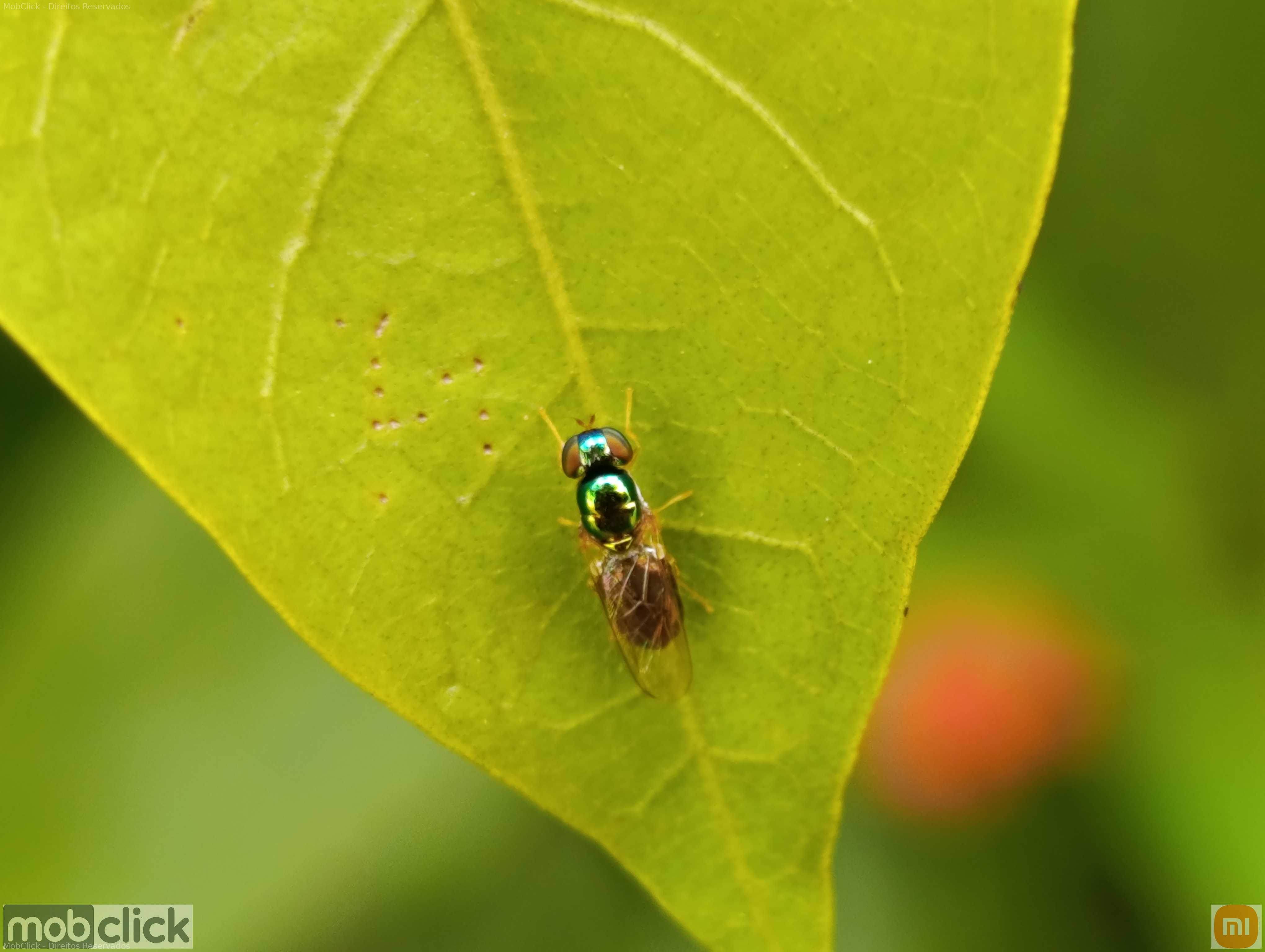 Mosca verde