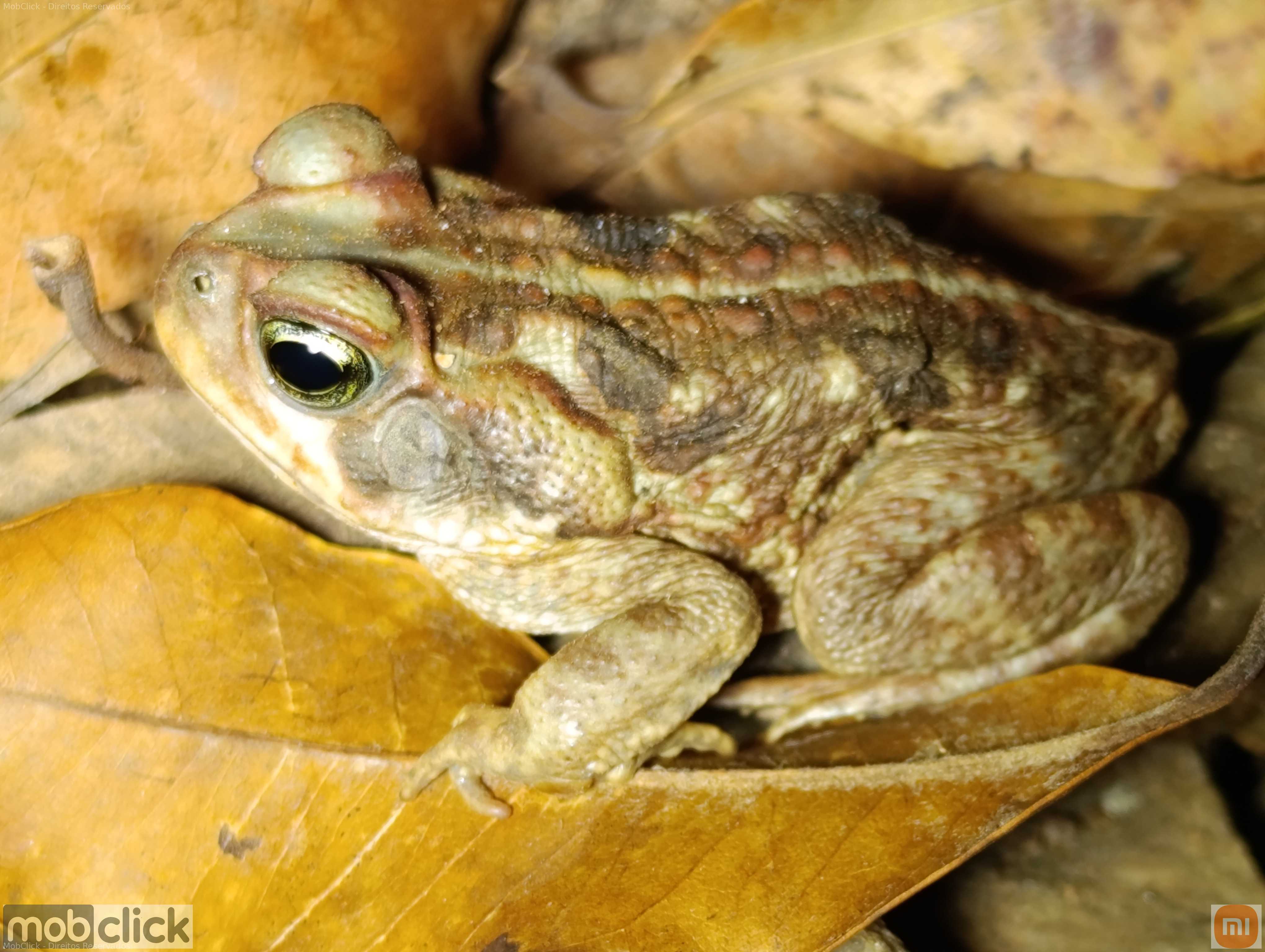 Sapo boi cururu - Rhinella diptycha