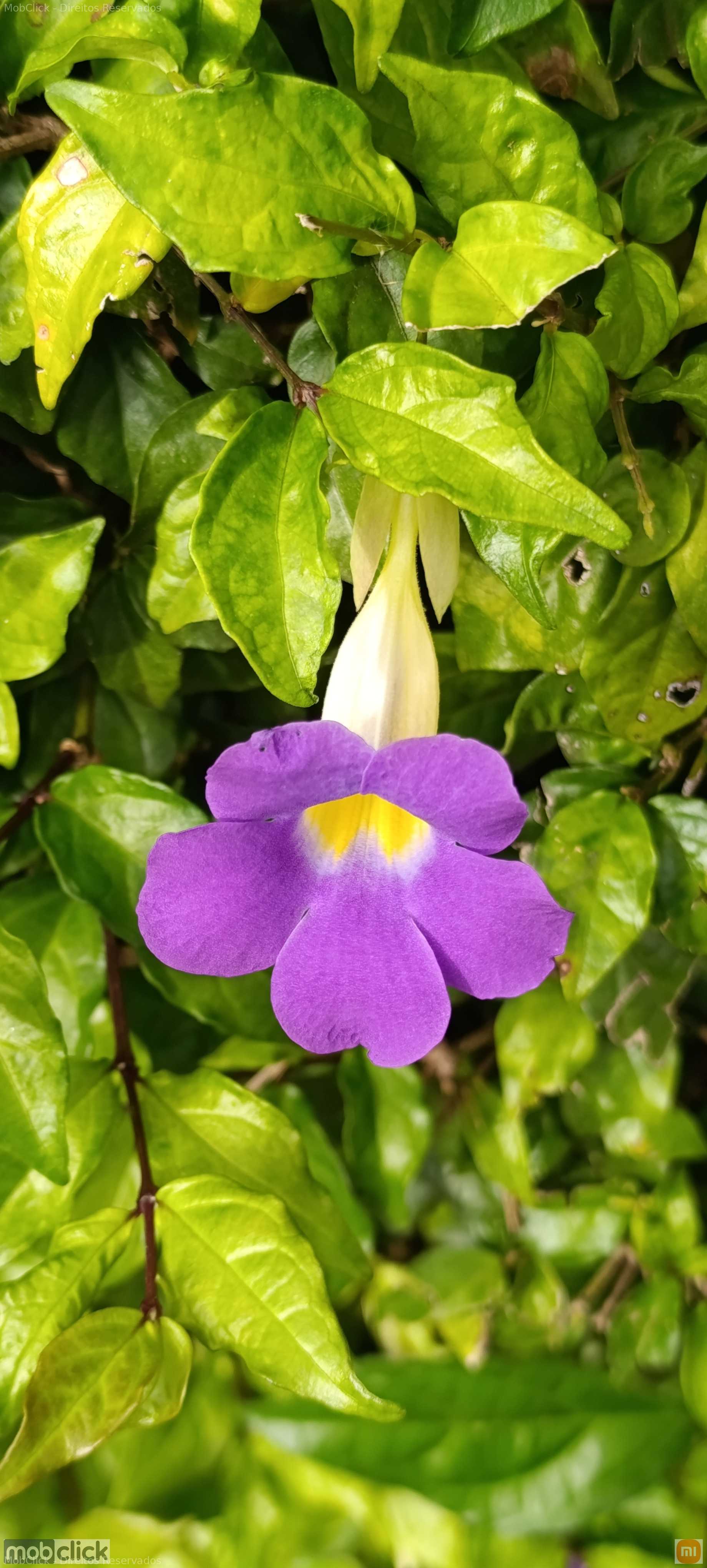 Flor - Manto do rei - Thunbergia erecta