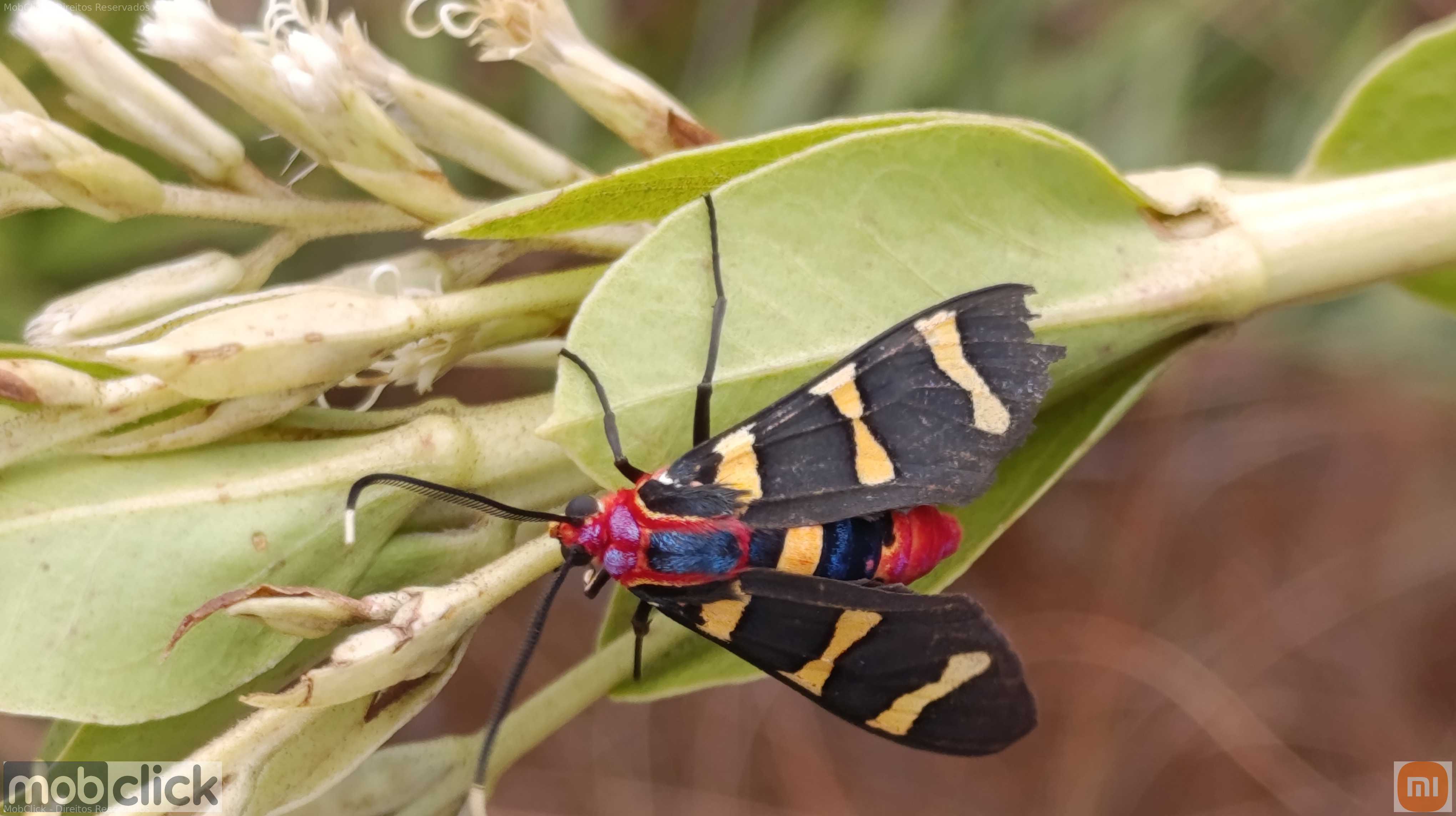 Mariposa colorida - Eurata semiluna